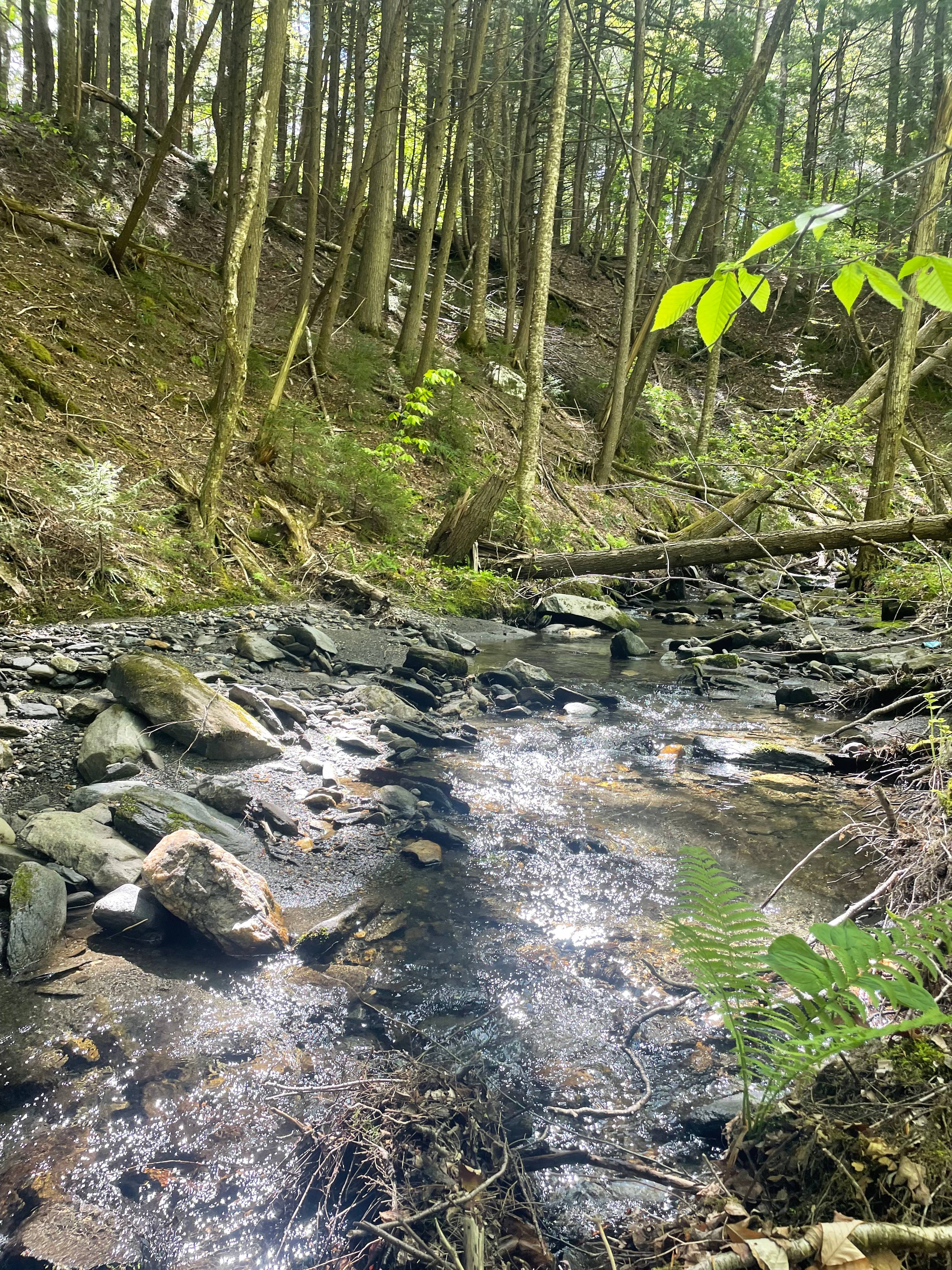 Hilltop Meadow On Broadbrook Mtn