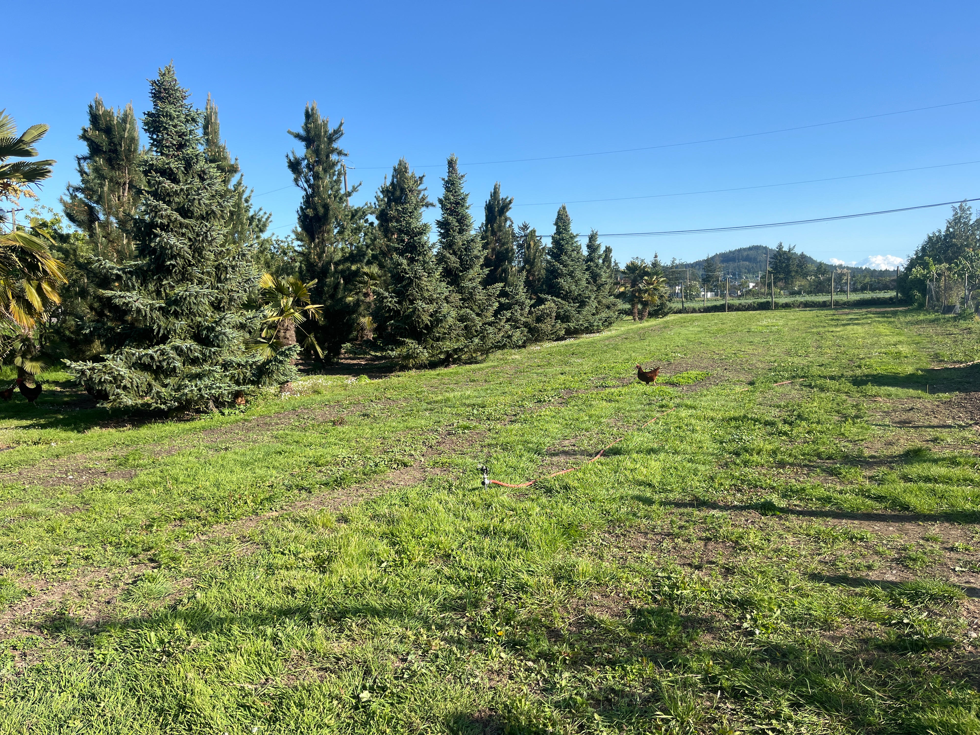 Fan Palm Farm