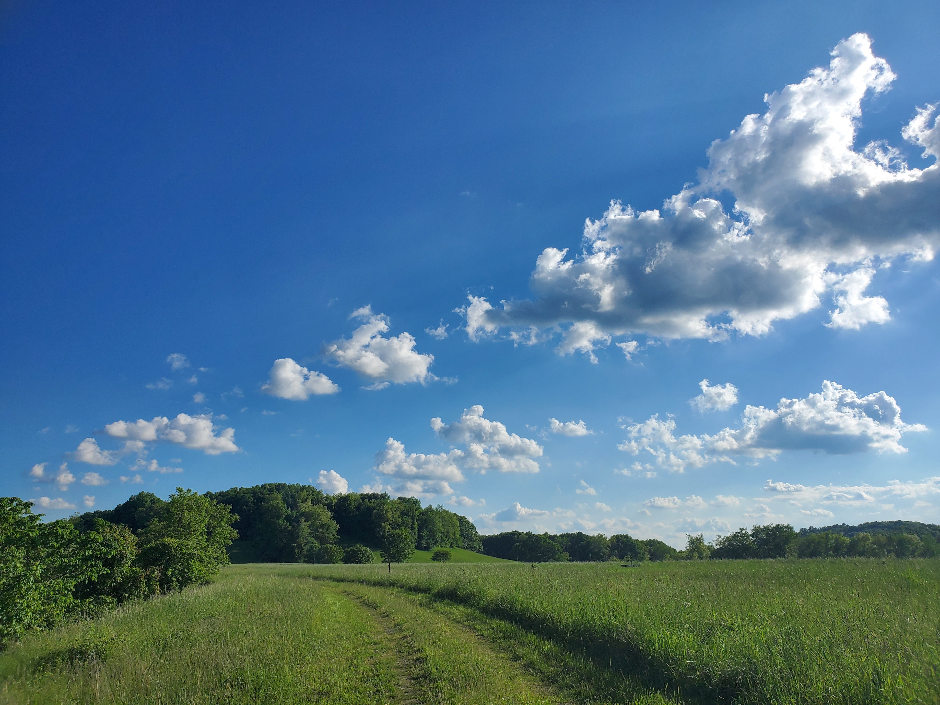 Field Now, Forest Someday
