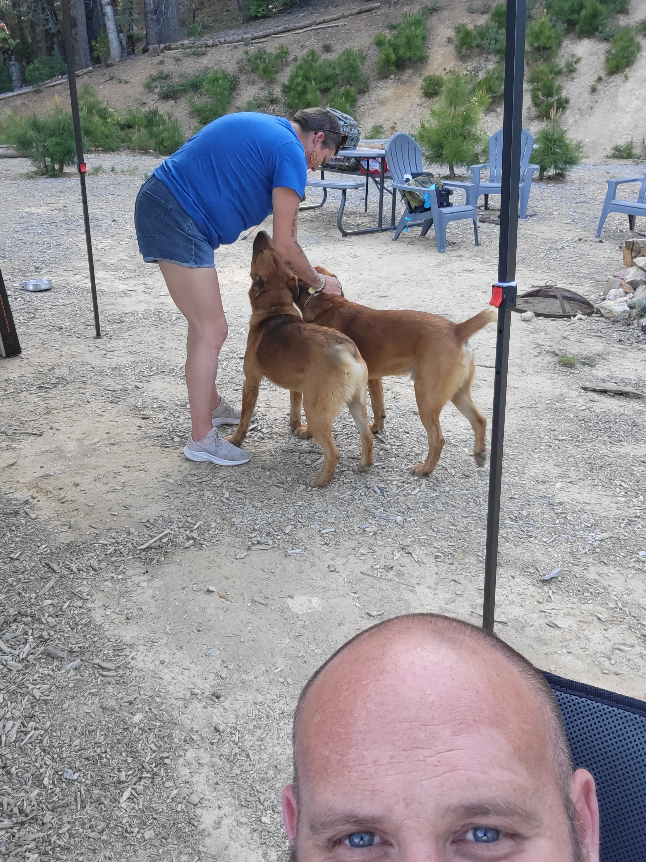 Awesome neighbor dogs popped in for a short visit!
