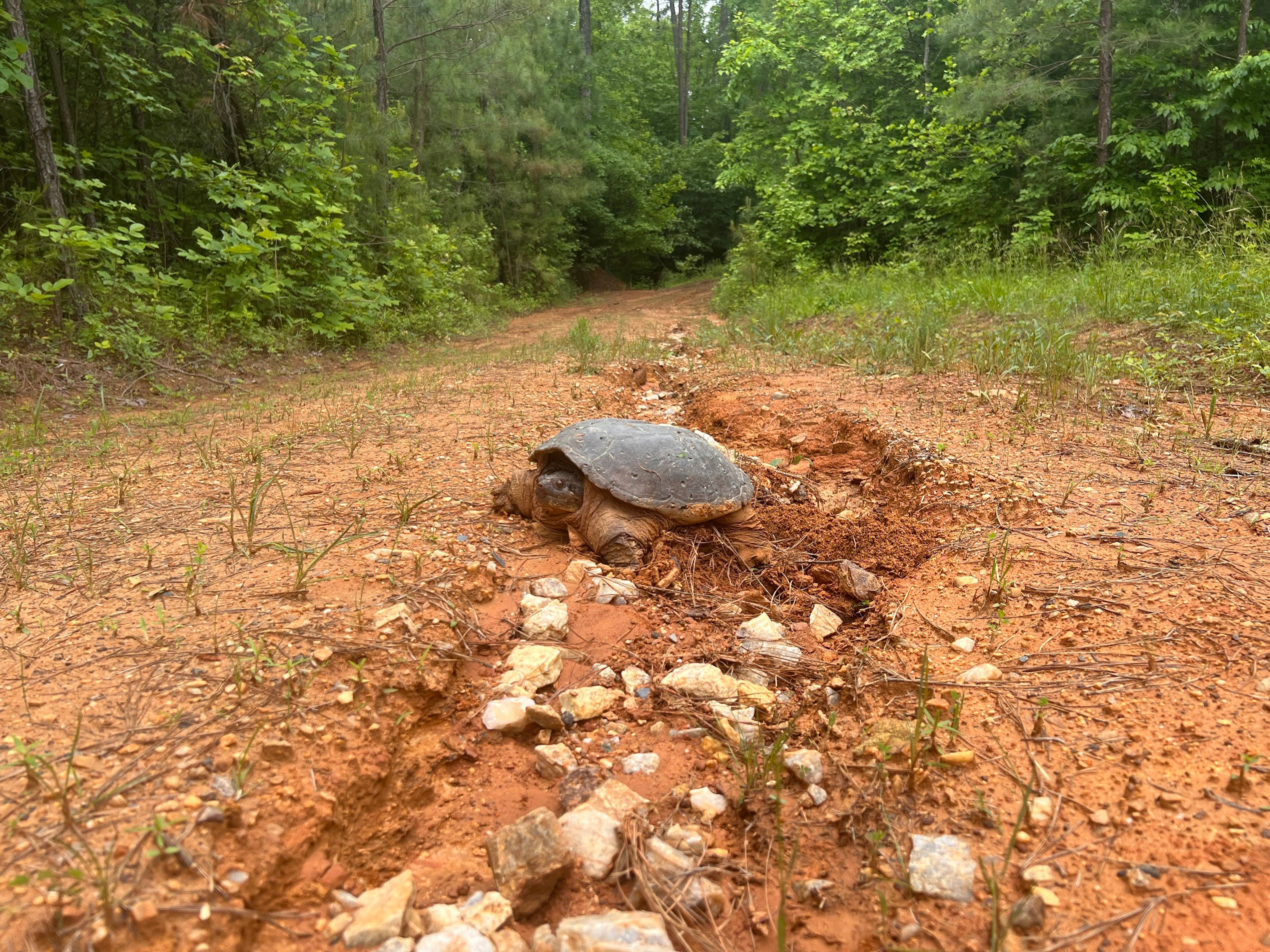 Bear Creek Cumberland 320 Acres