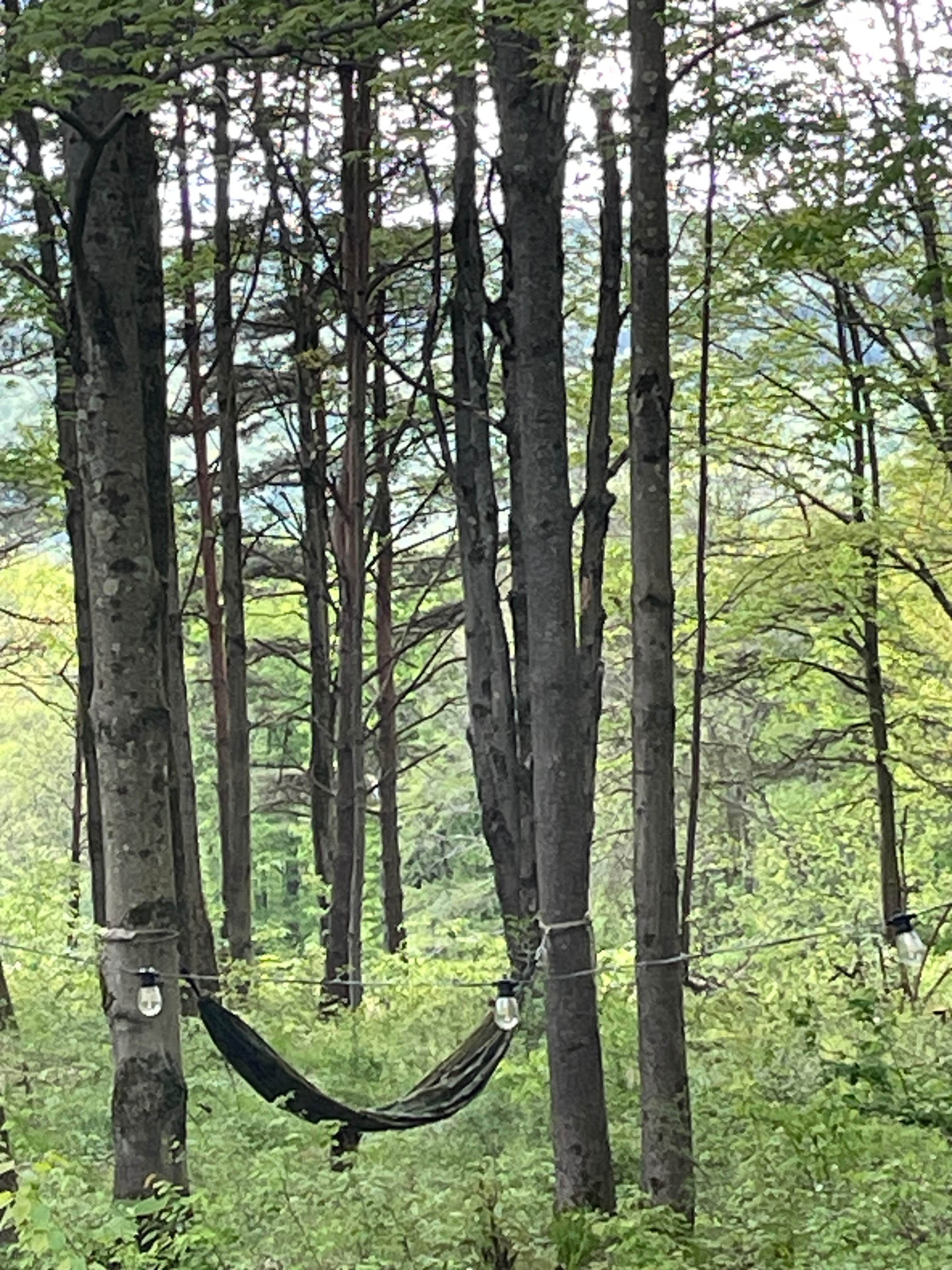 Chipmunk Hollow Soul Sanctuary