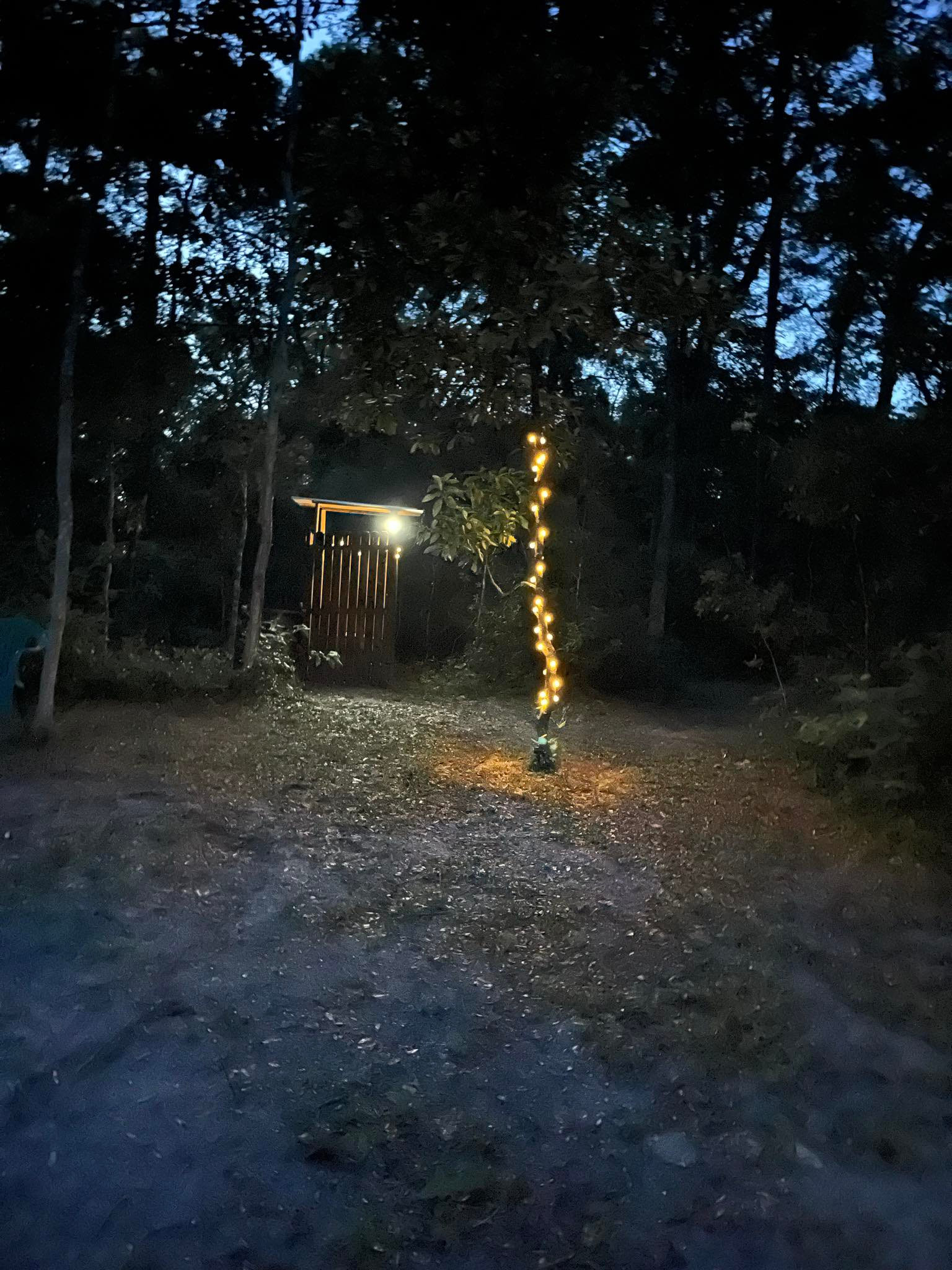 Secluded Wooded Campsite 🏕️