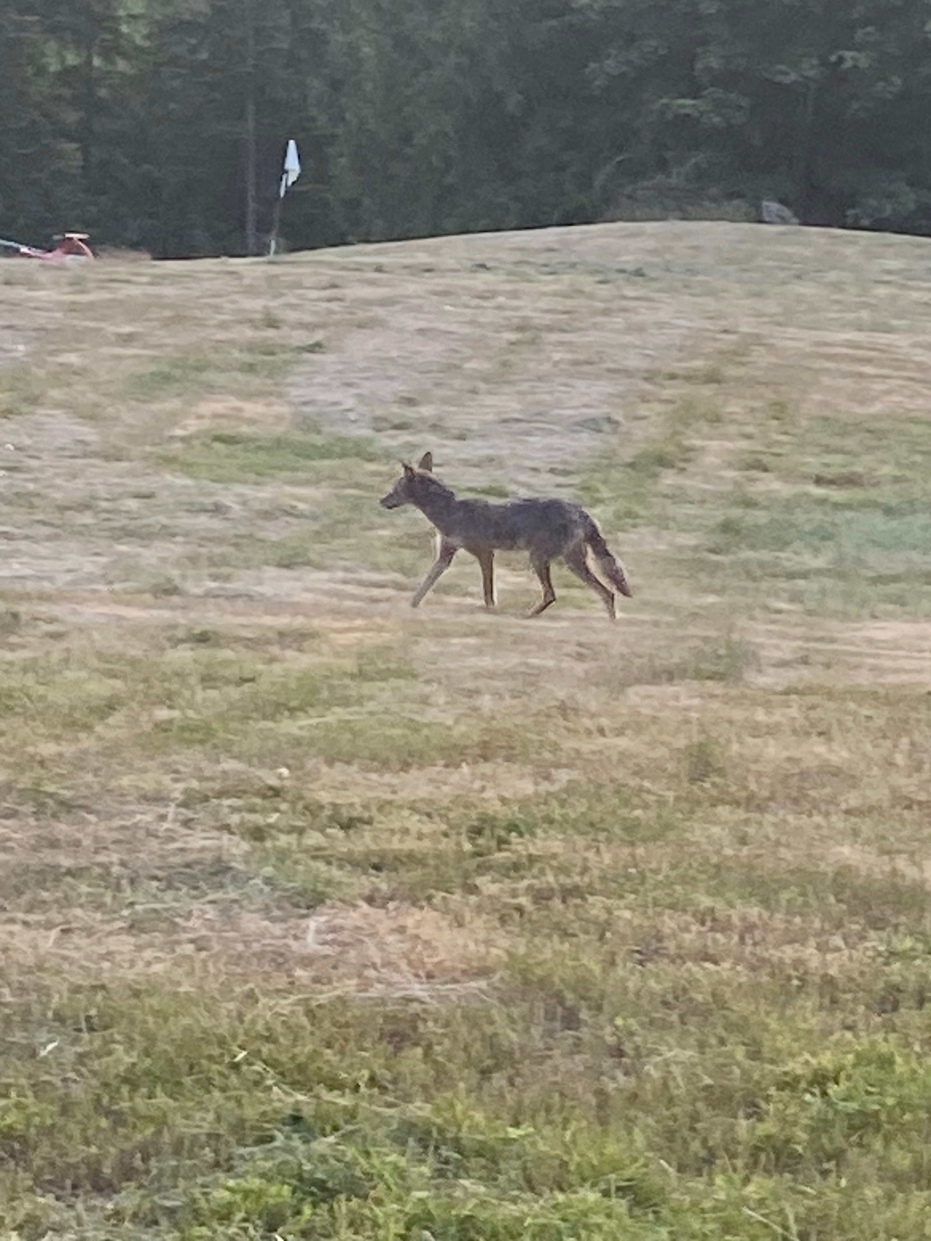 One of the local coyotes. 