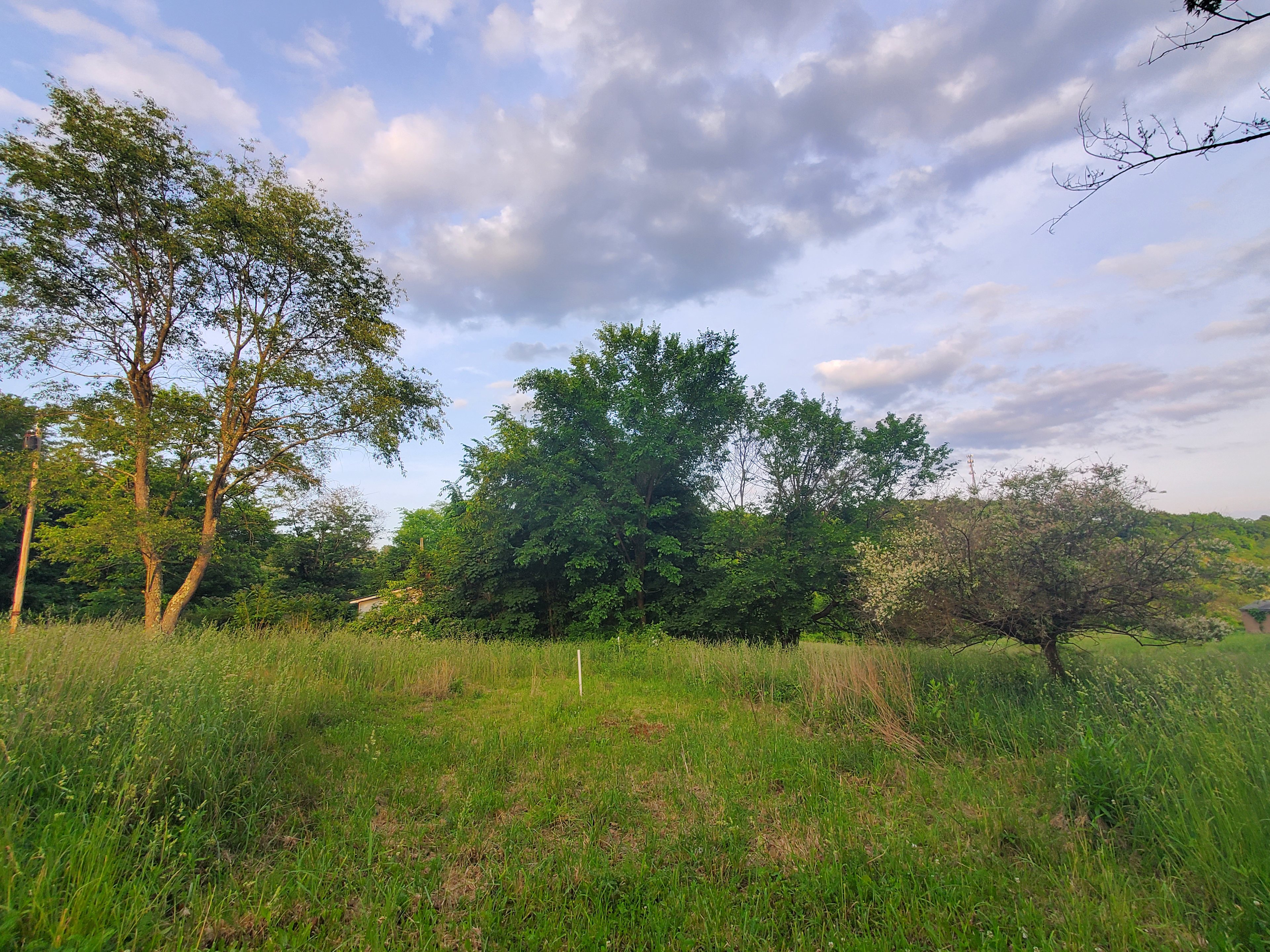 Field Now, Forest Someday