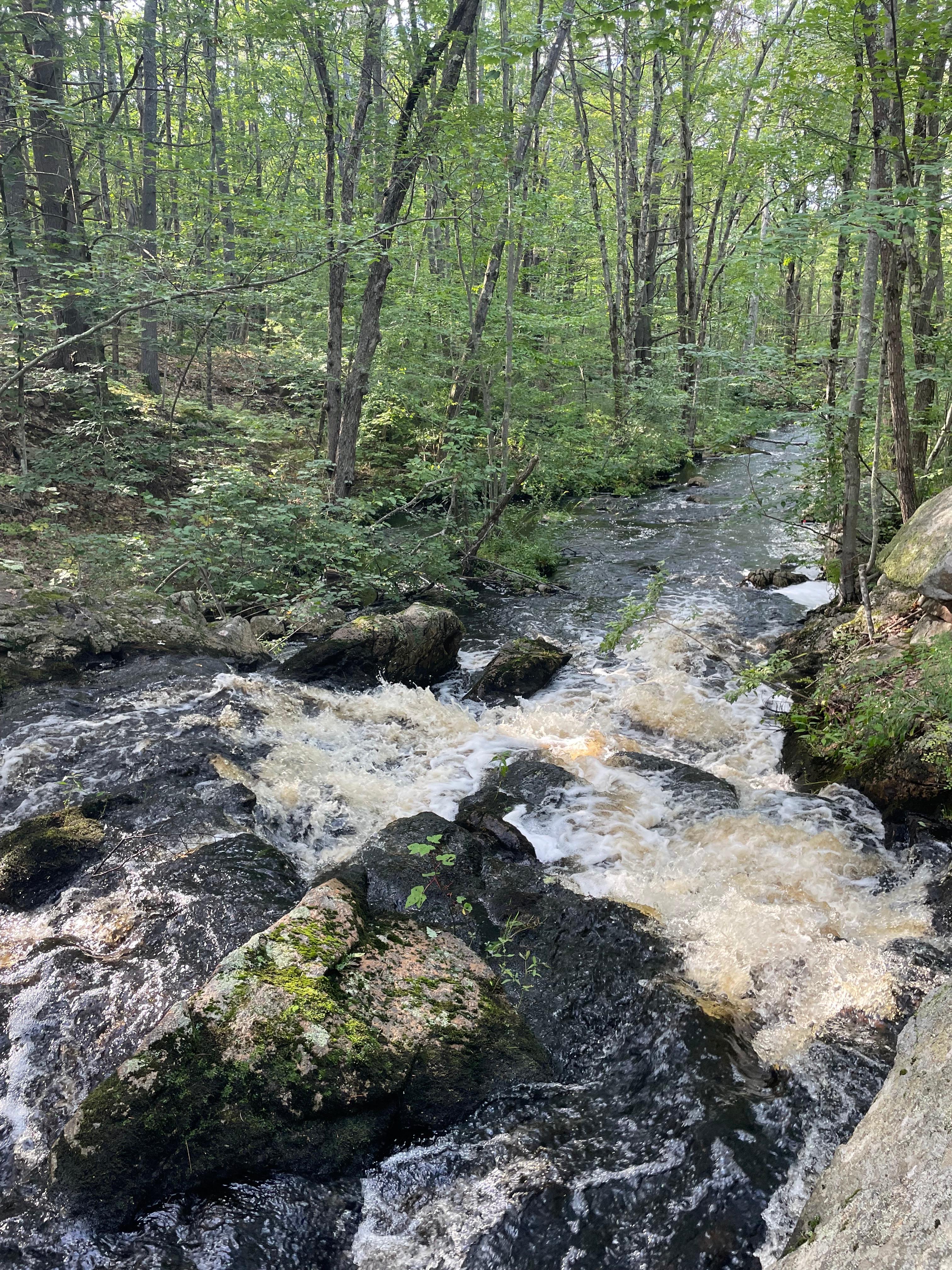 Petrichor Pines