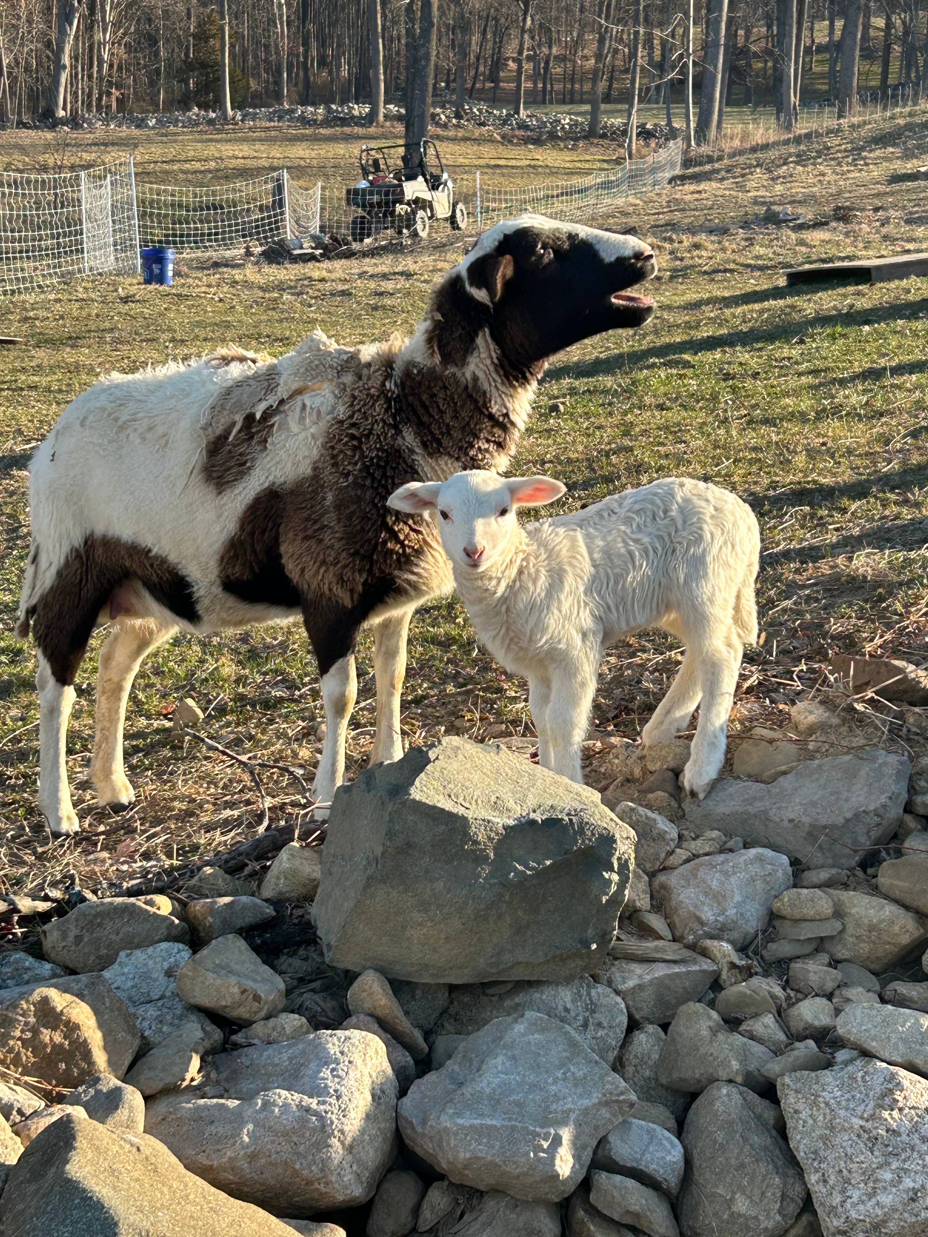 Mountain Top Camping