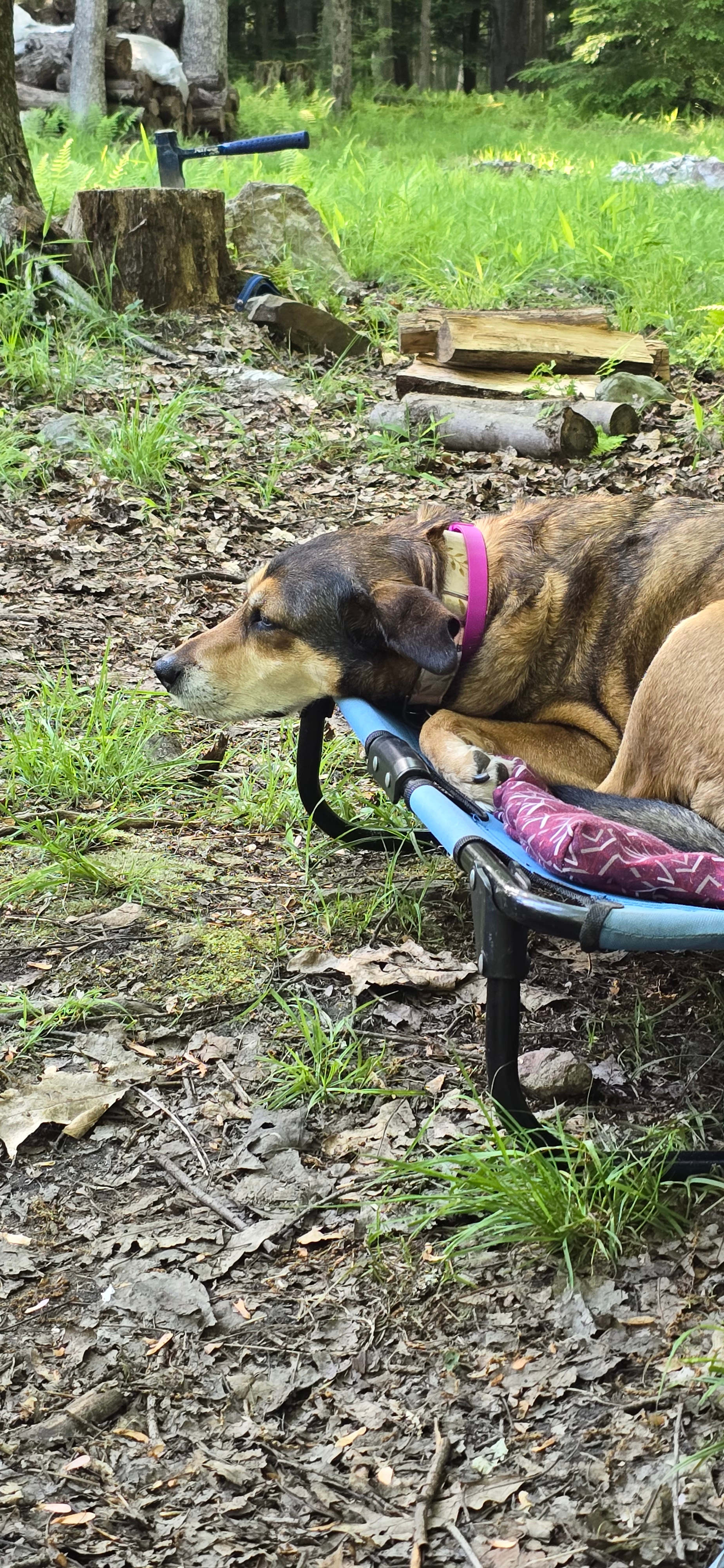 Clear Creek Cook Forest Campsite