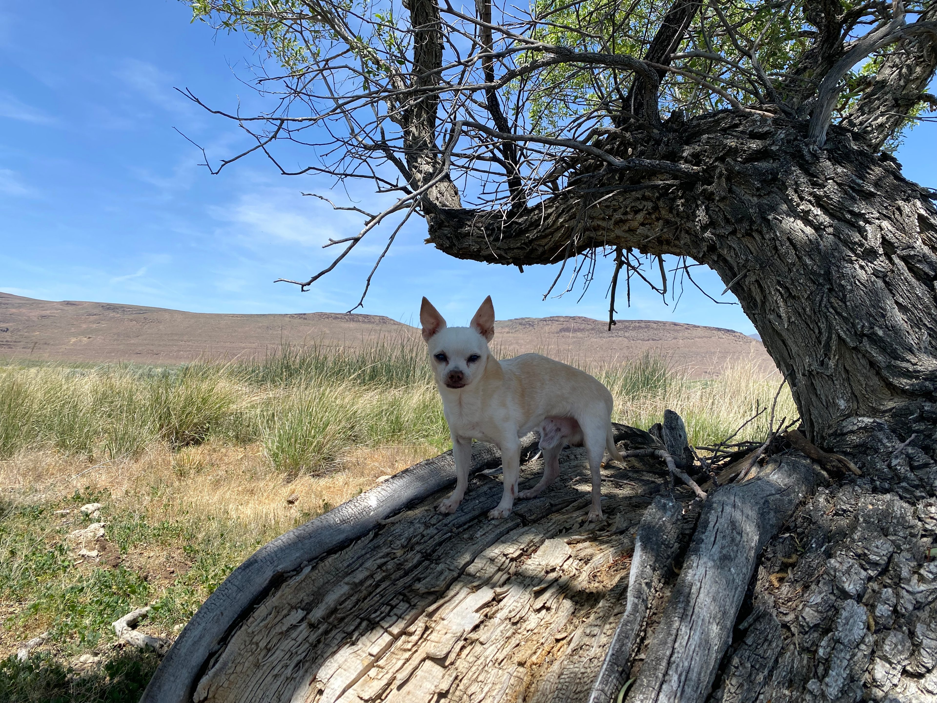 Merlin Springs Secluded Camping