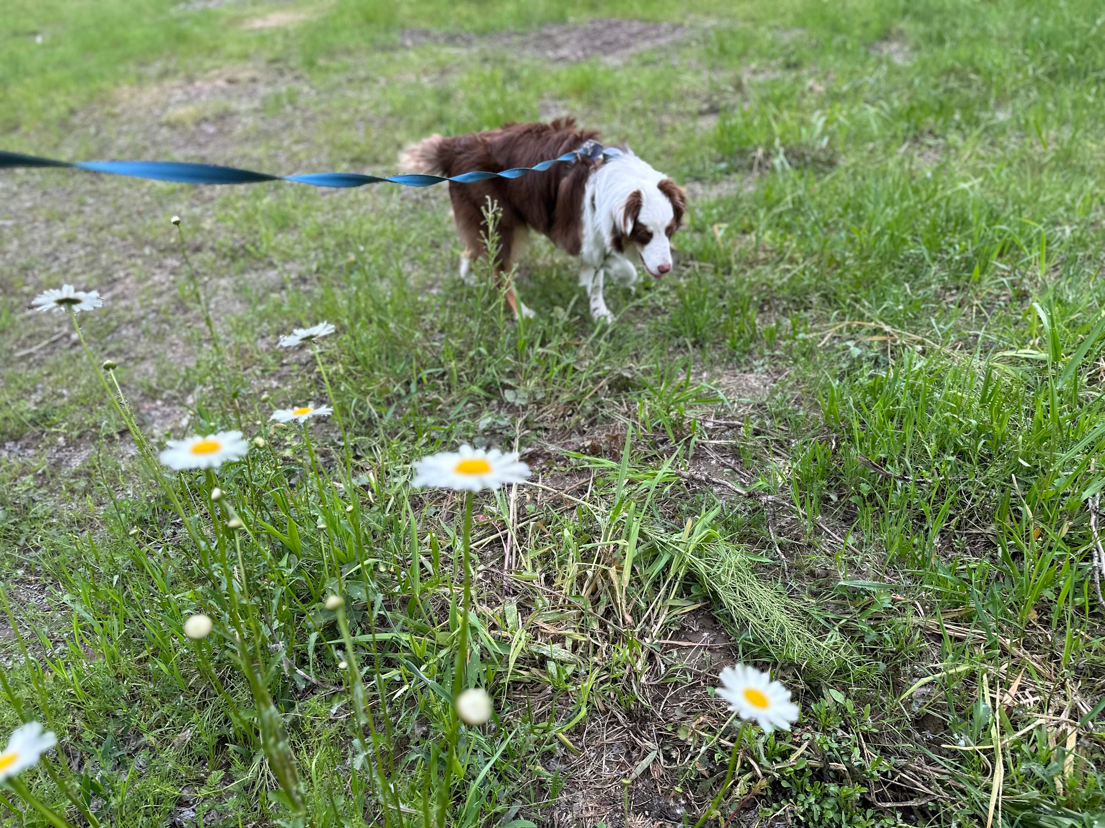 Lots of open space to walk our dogs!
