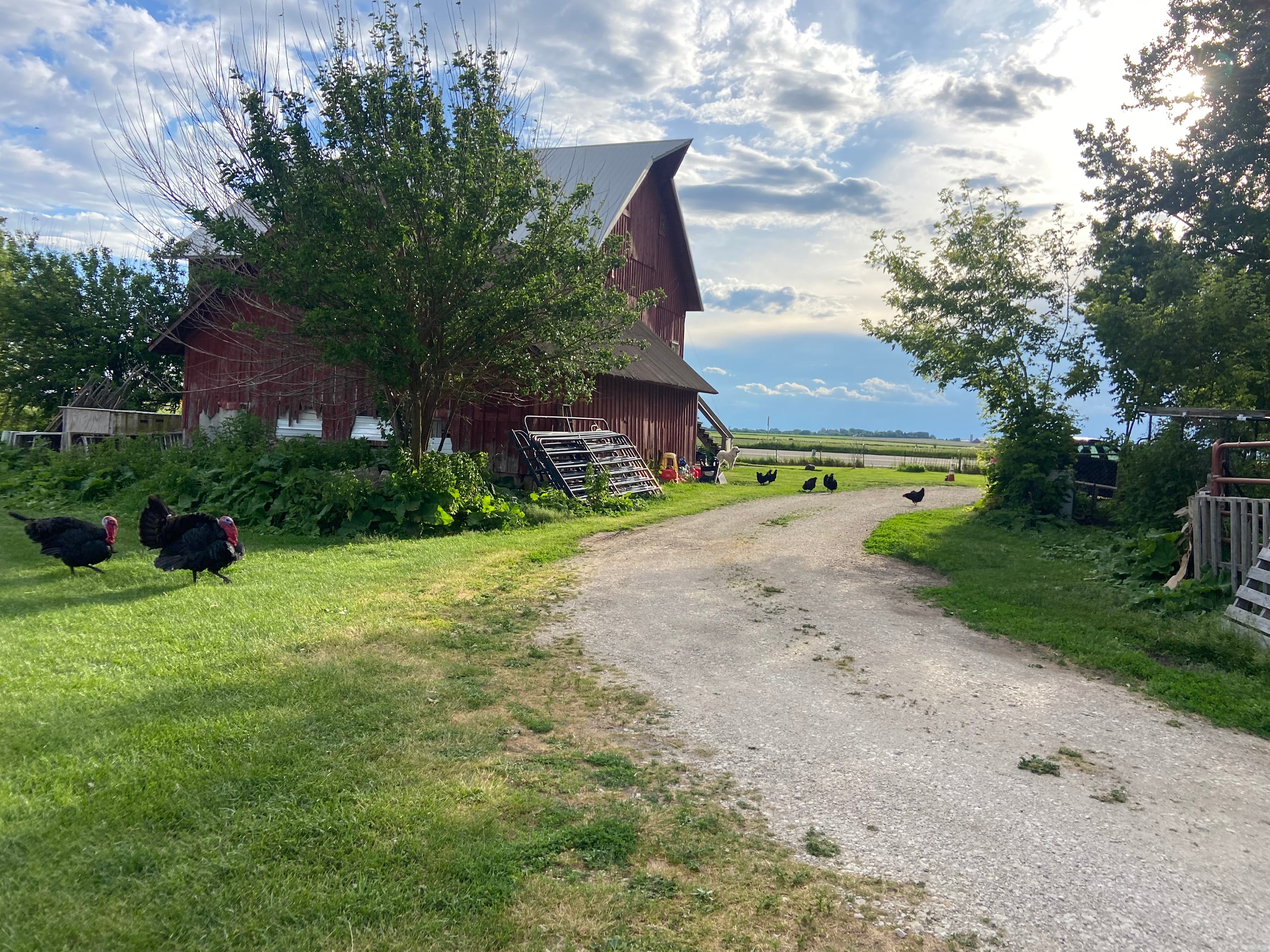 Daisy’s Farms On Notalotta Acers