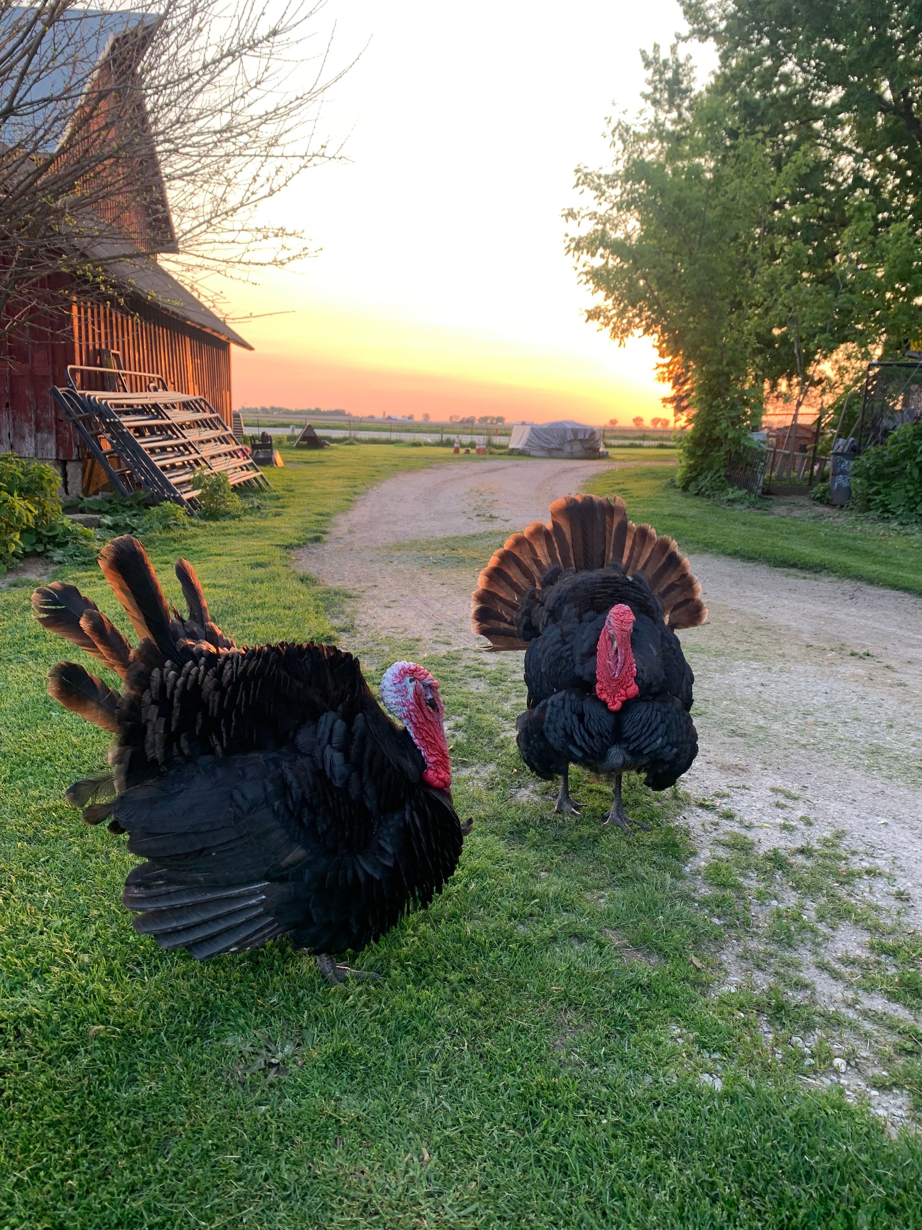 Daisy’s Farms On Notalotta Acers