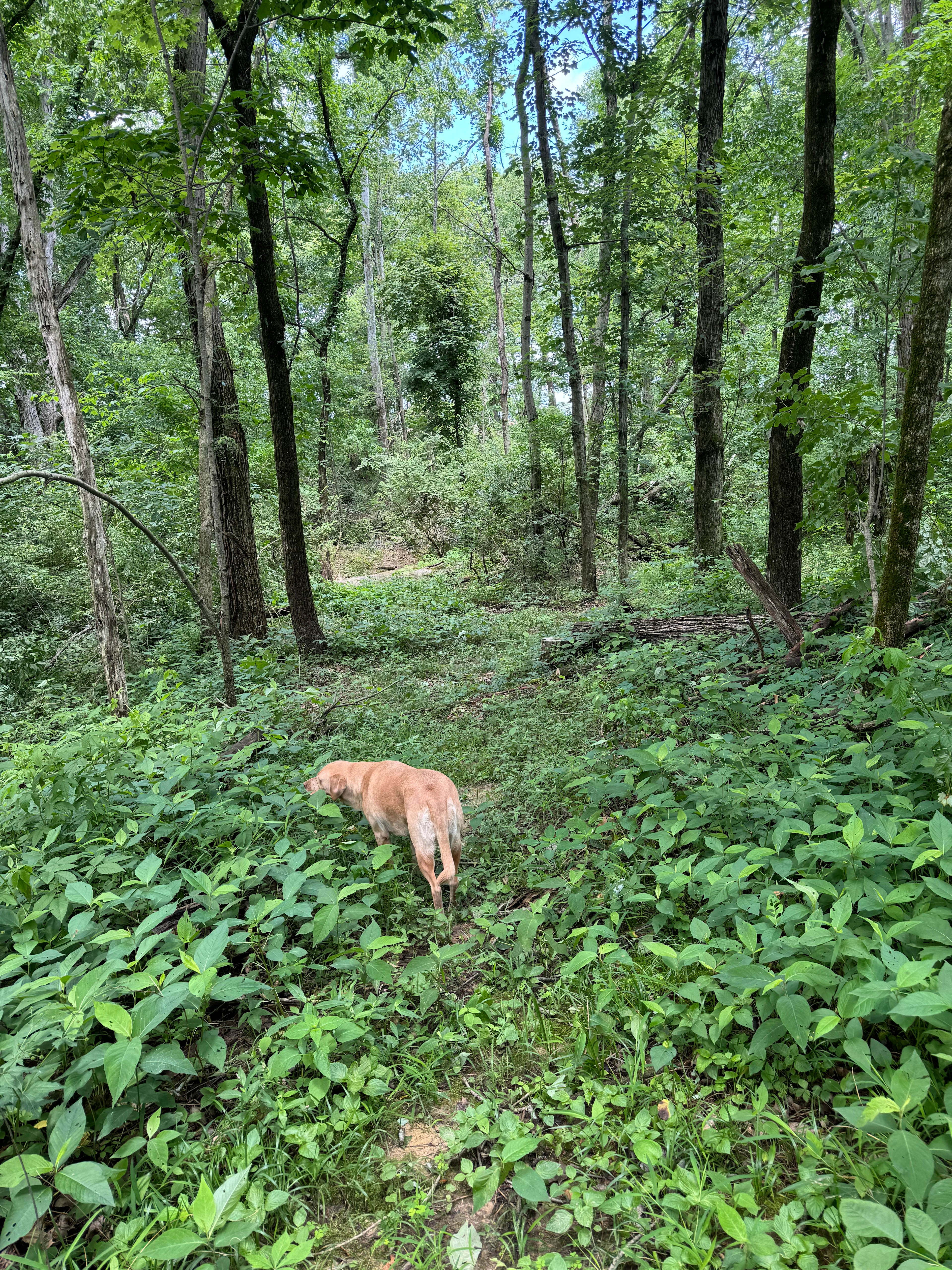 Bennett branch creek