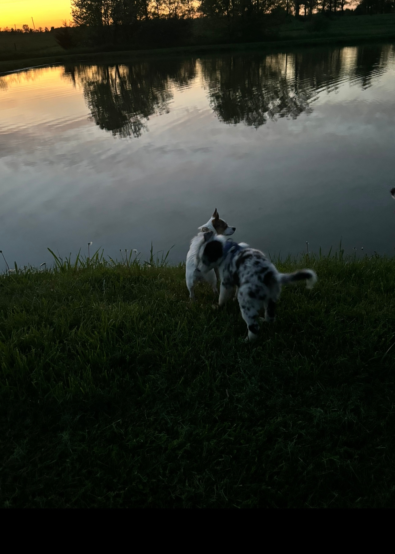 We brought our dogs and walked the mowed path which lead to the huge pond. We stayed there along rhine and allowed our dogs to swim and play. 