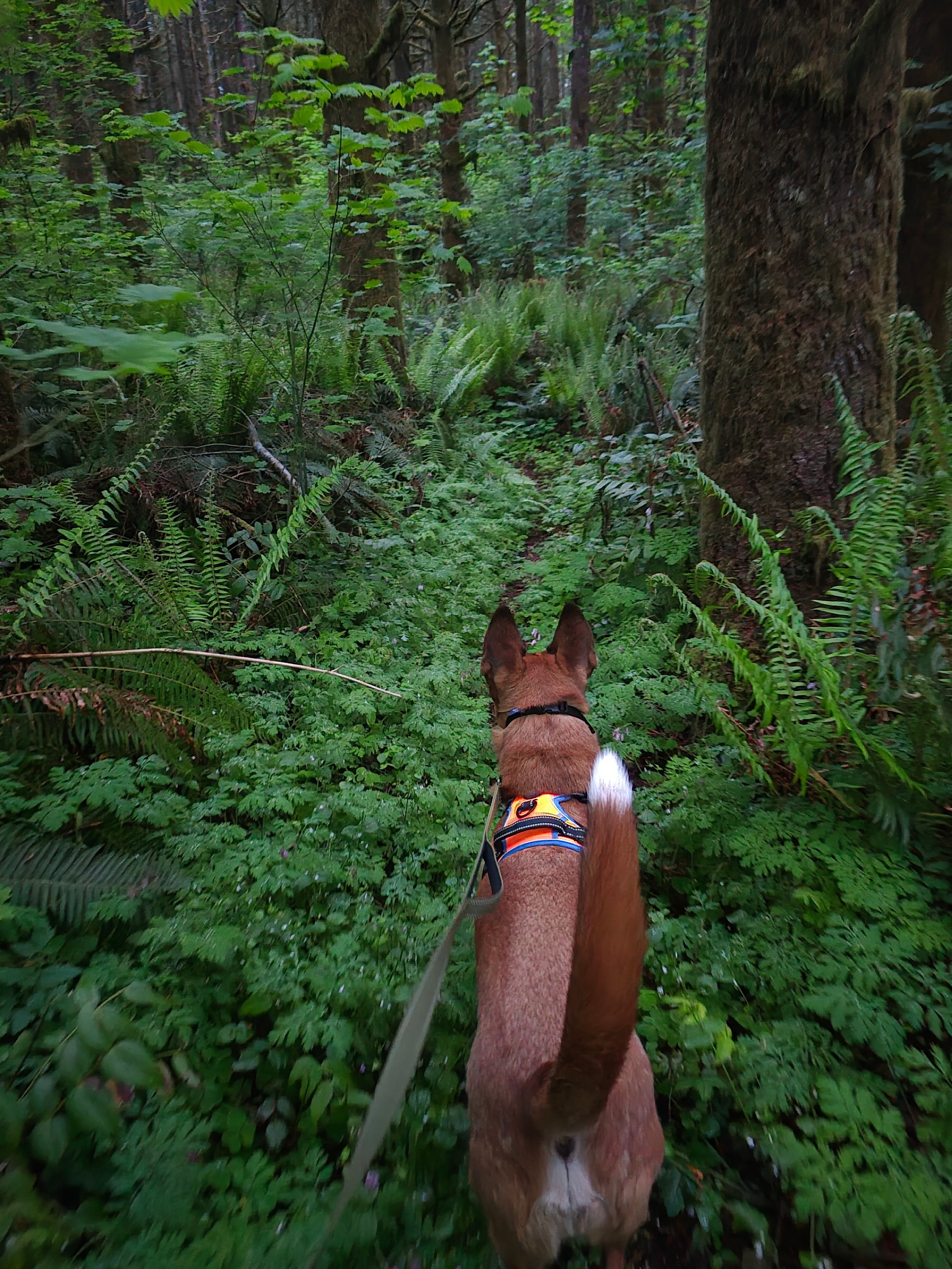 Lush trails to explore