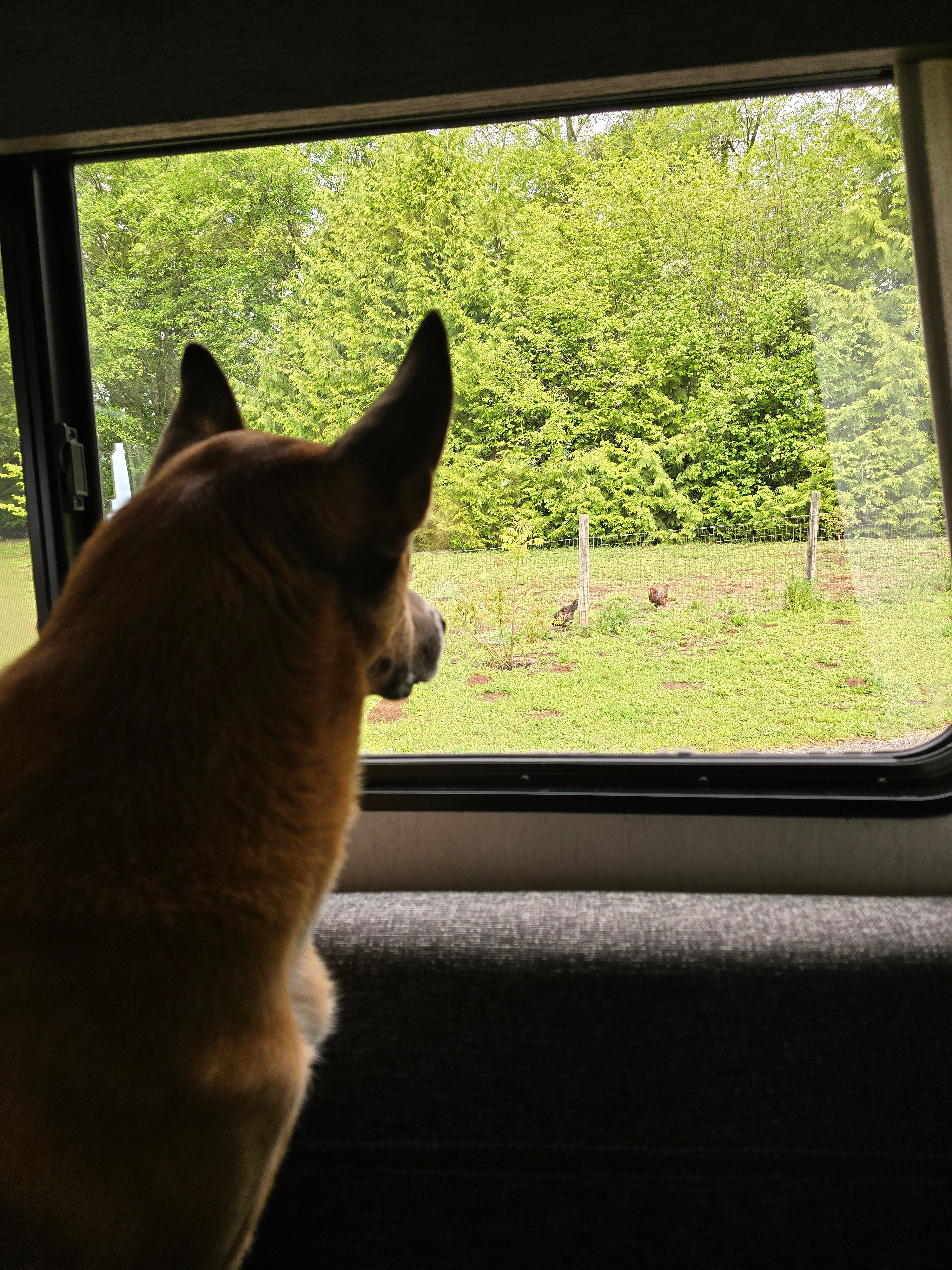 Keeping an eye on the chickens
