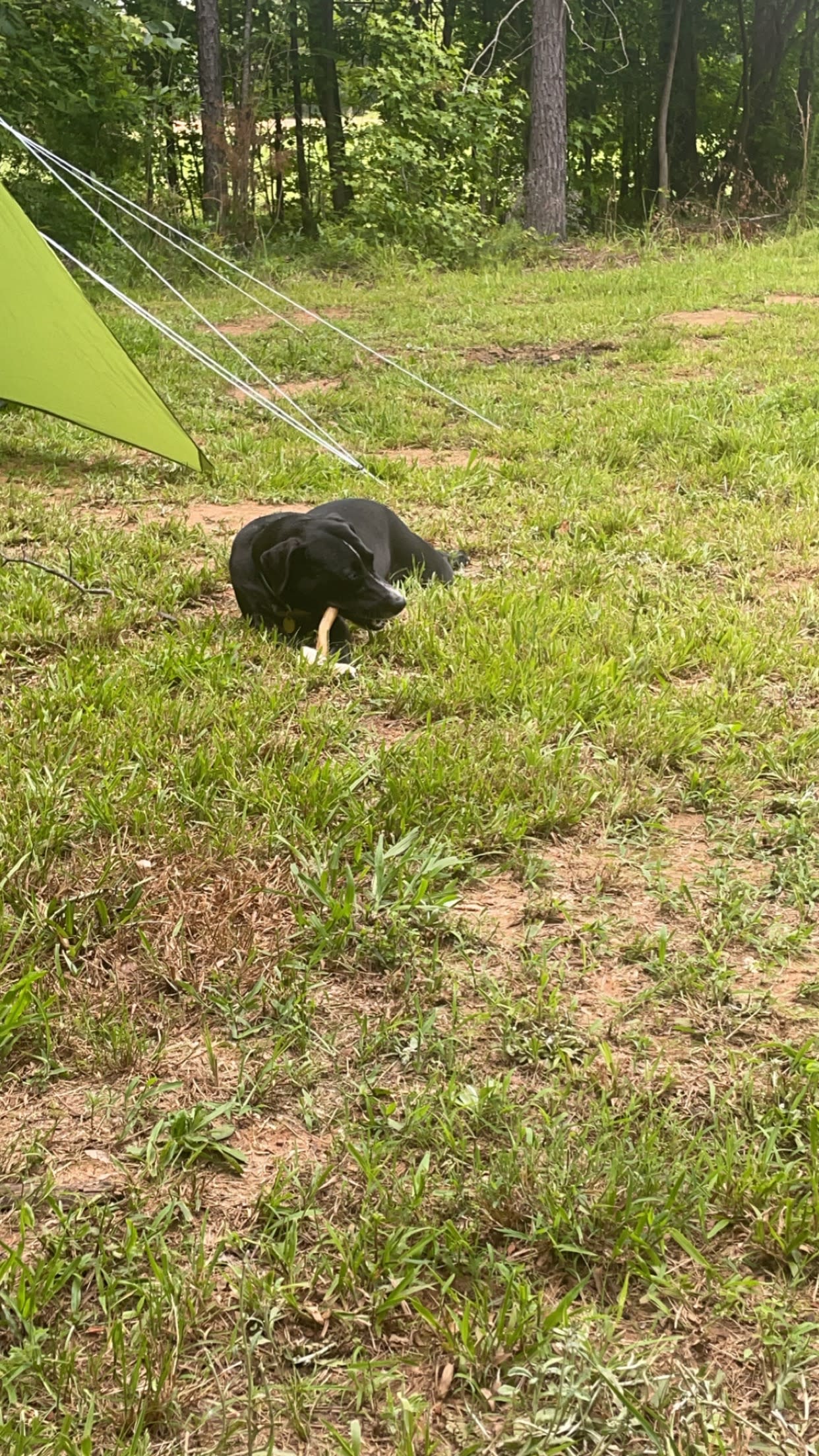 Lucky Farms Under the Stars