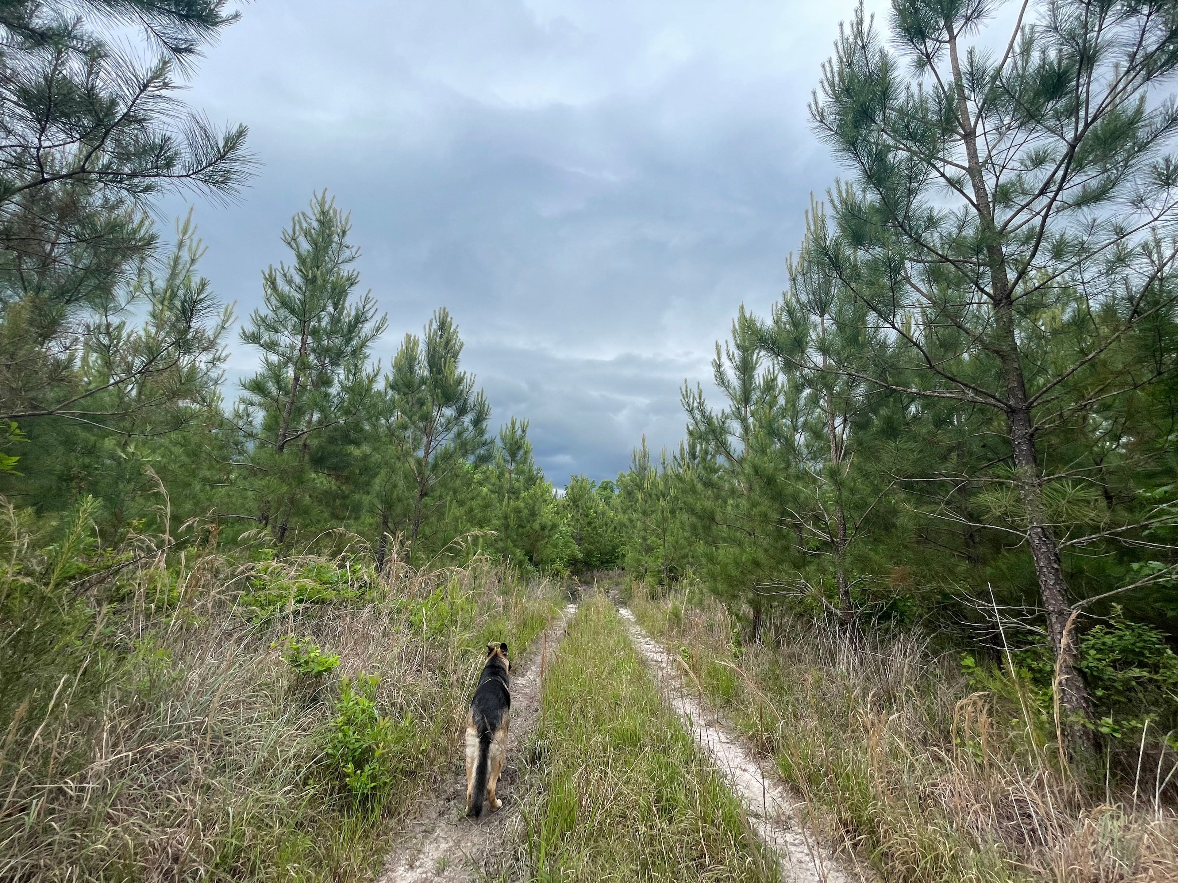 50 Acre Woods