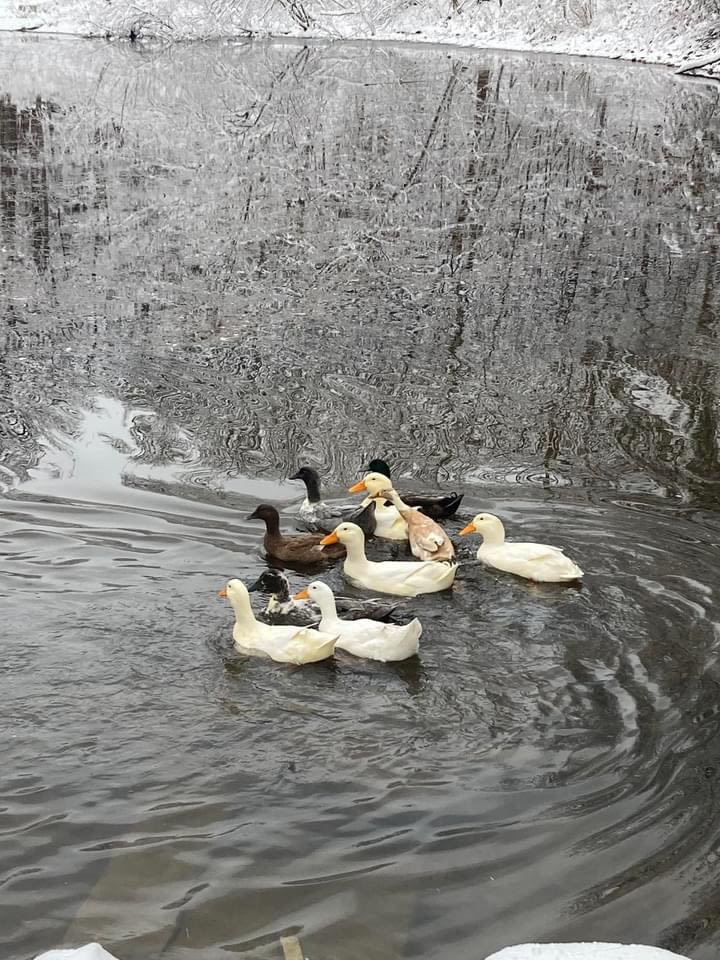 Lucky Duck Farm