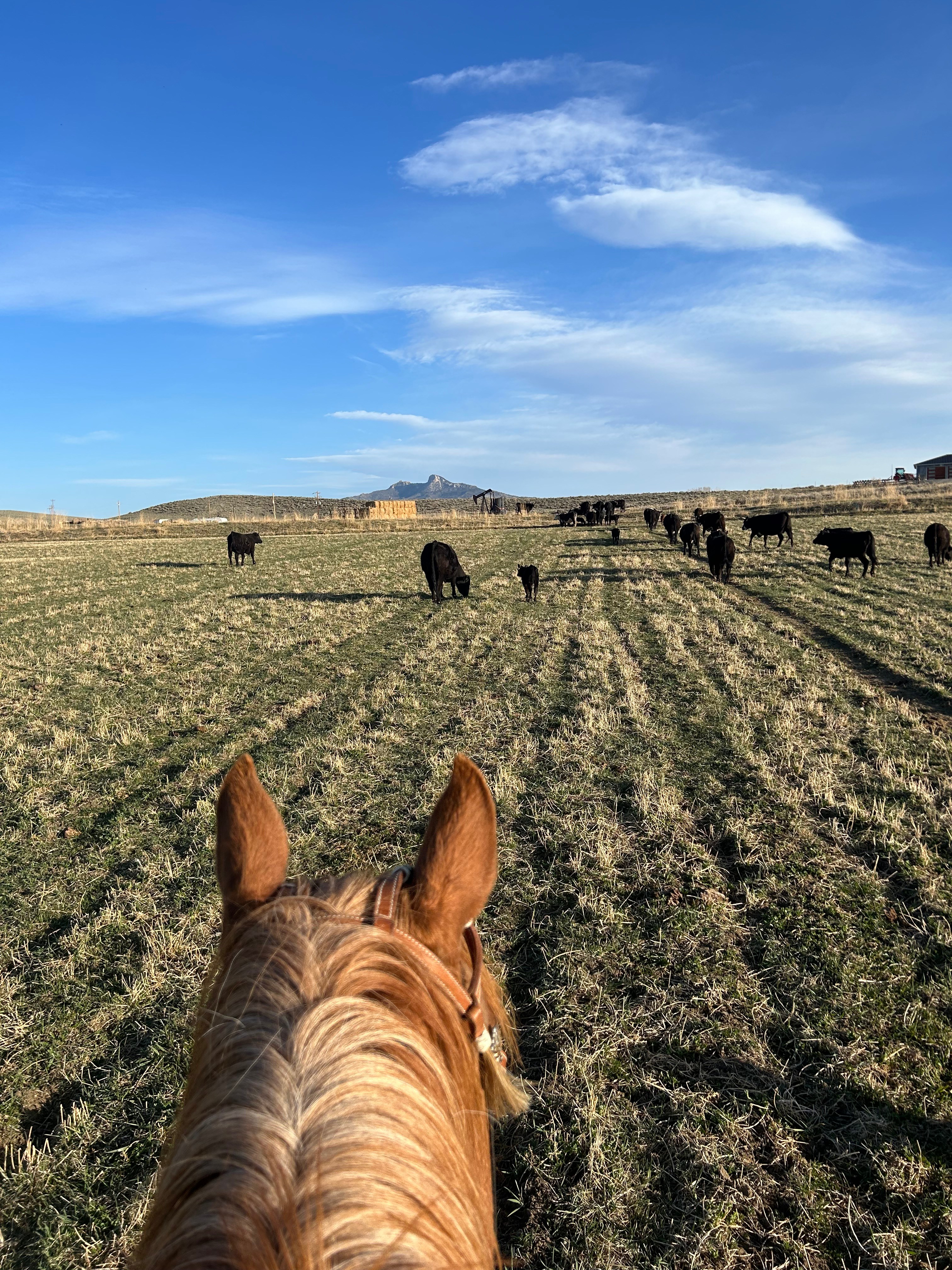 Sweetiebird Farms In Cody WY