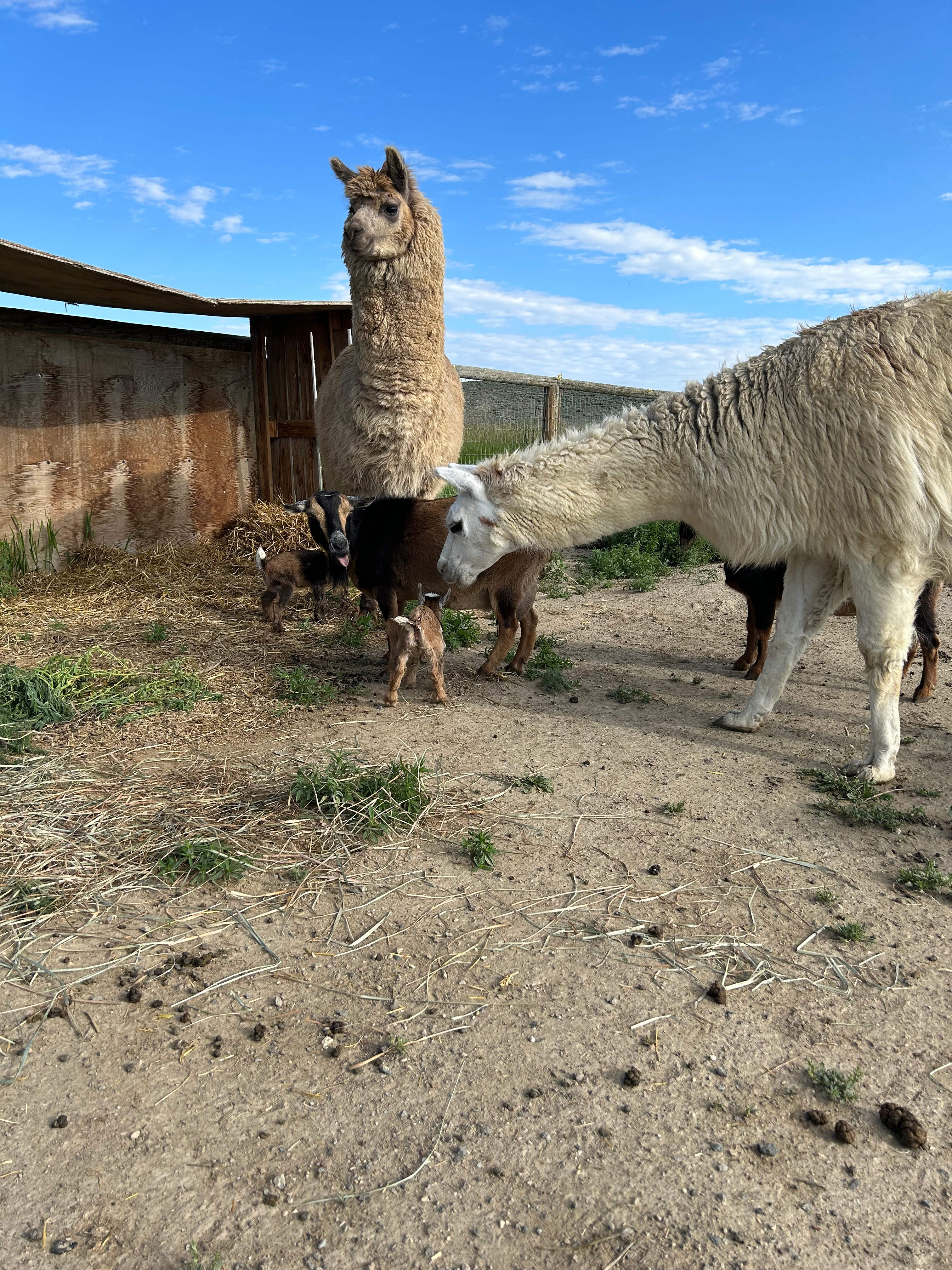 Sweetiebird Farms In Cody WY