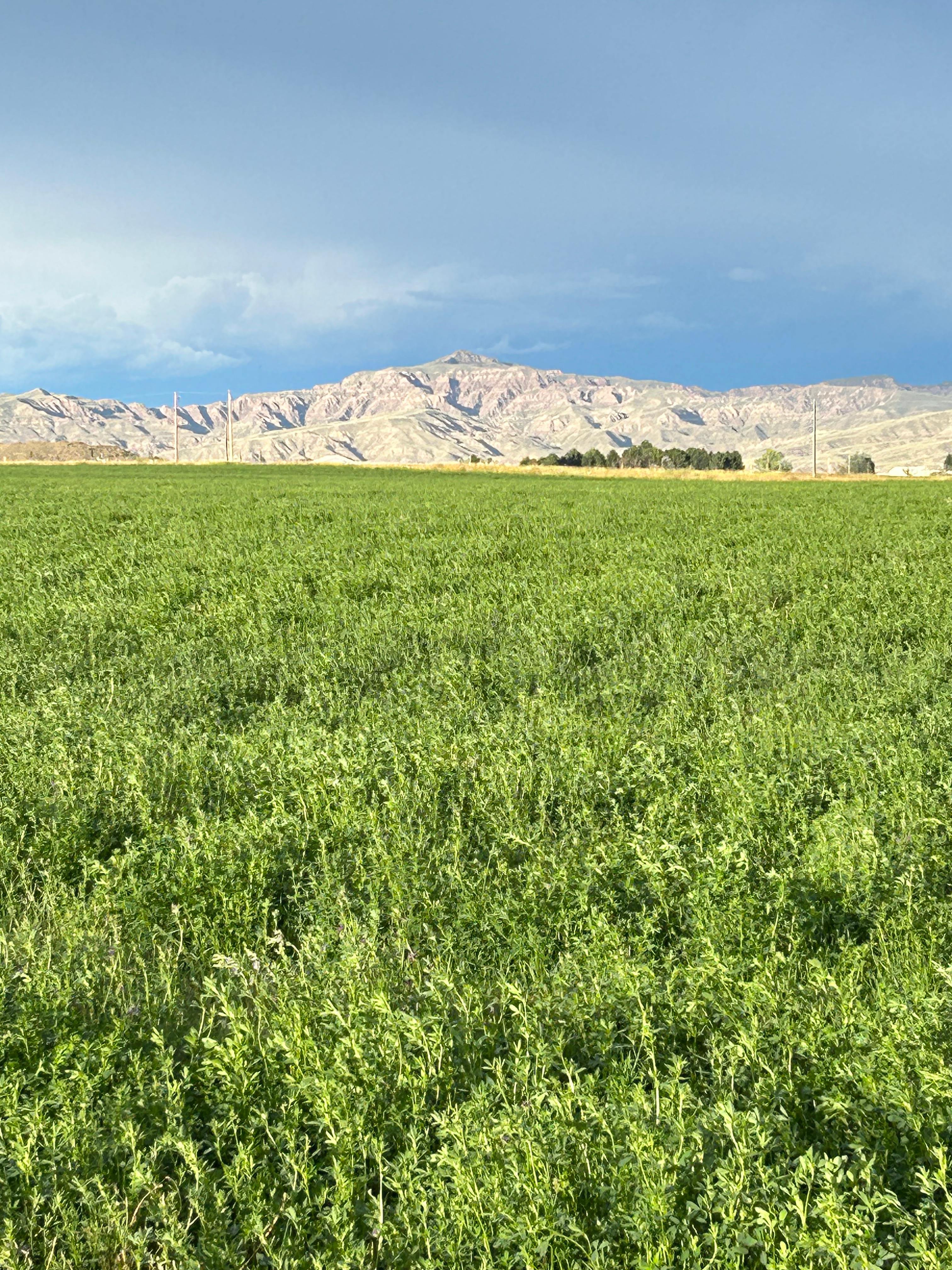 Sweetiebird Farms In Cody WY