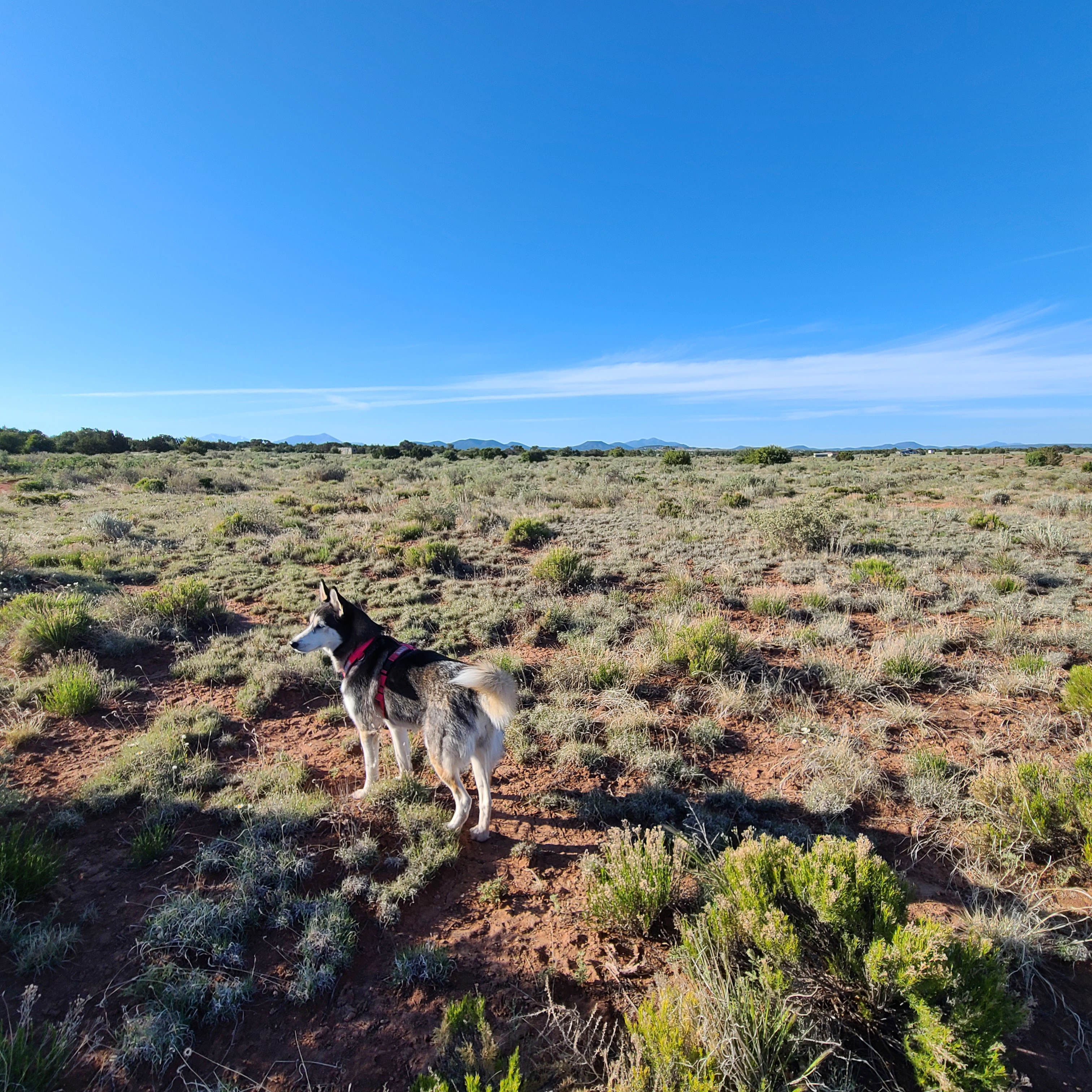 One of our two huskies who enjoyed some off leash privileges.