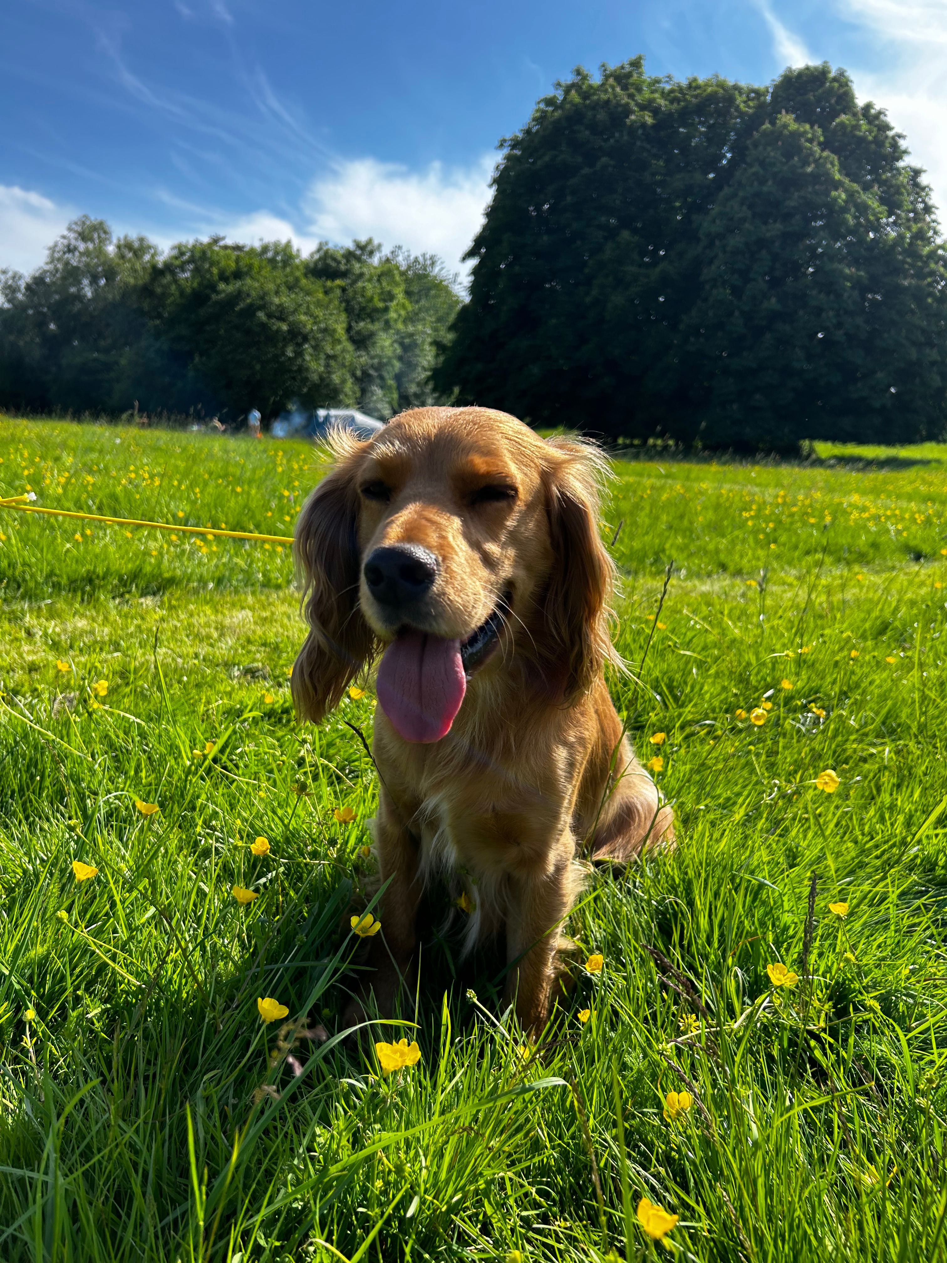 Lordington Park Camping