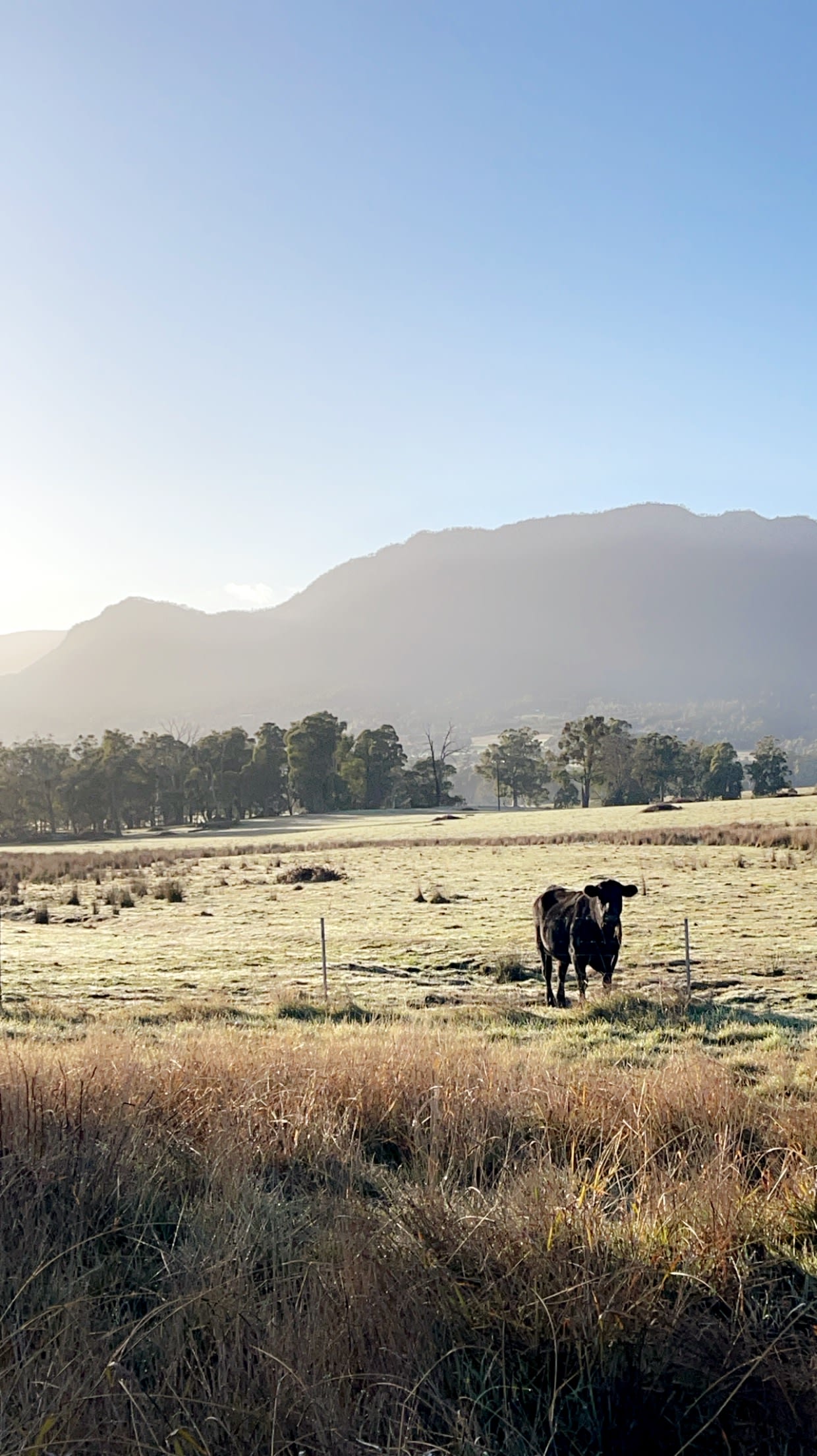 Galea Ranch