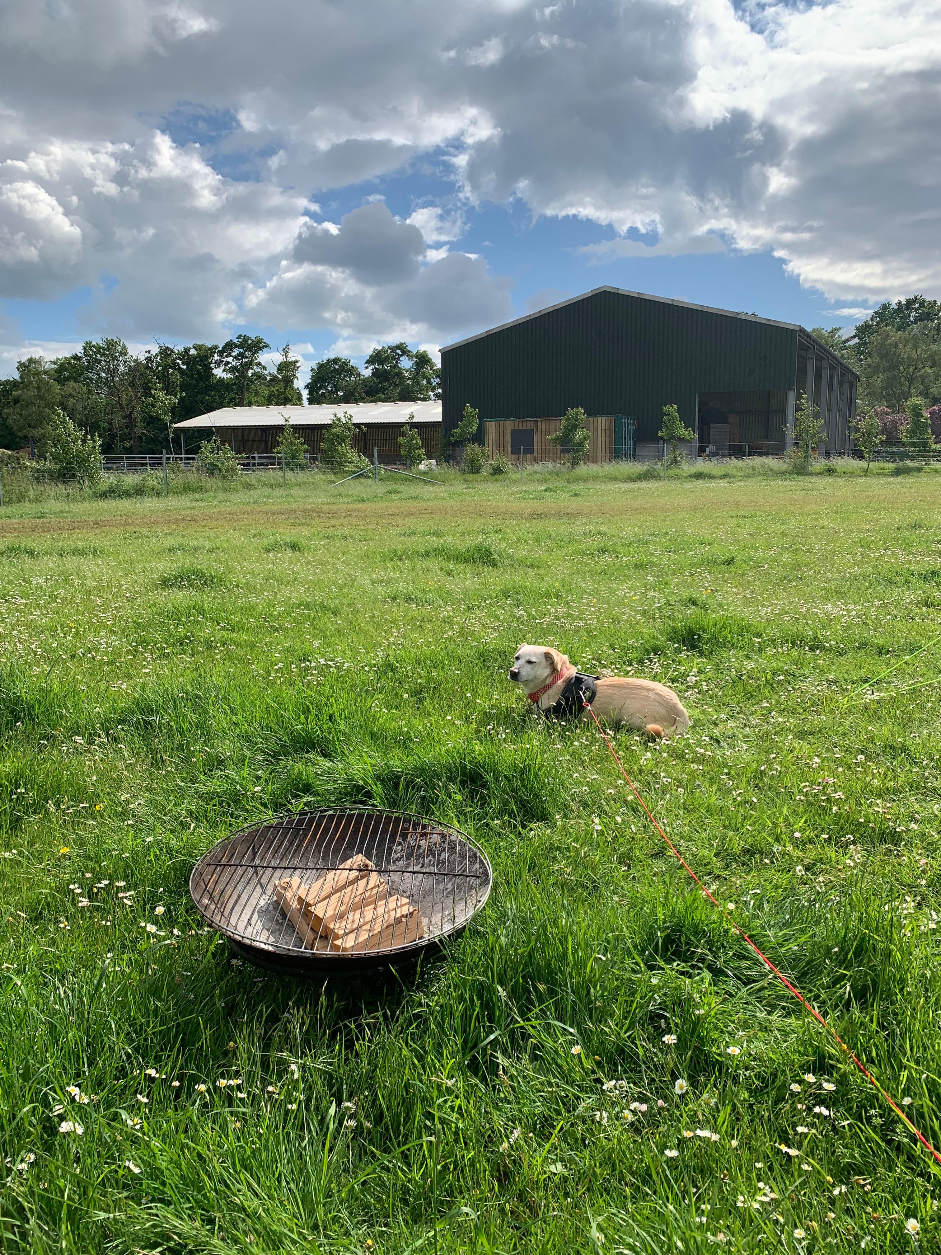 Teddy's Farm