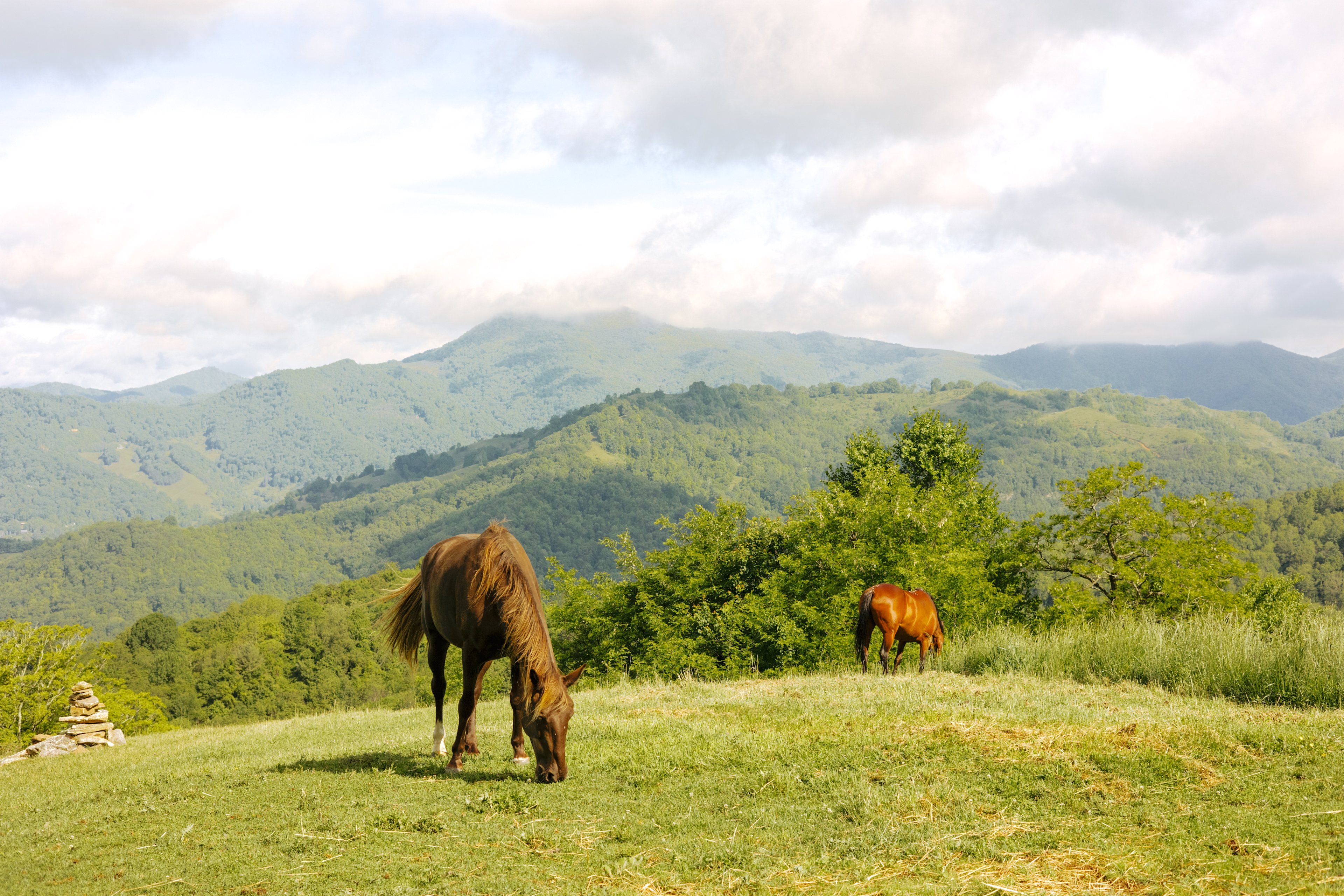 The horses like to visit in the morning