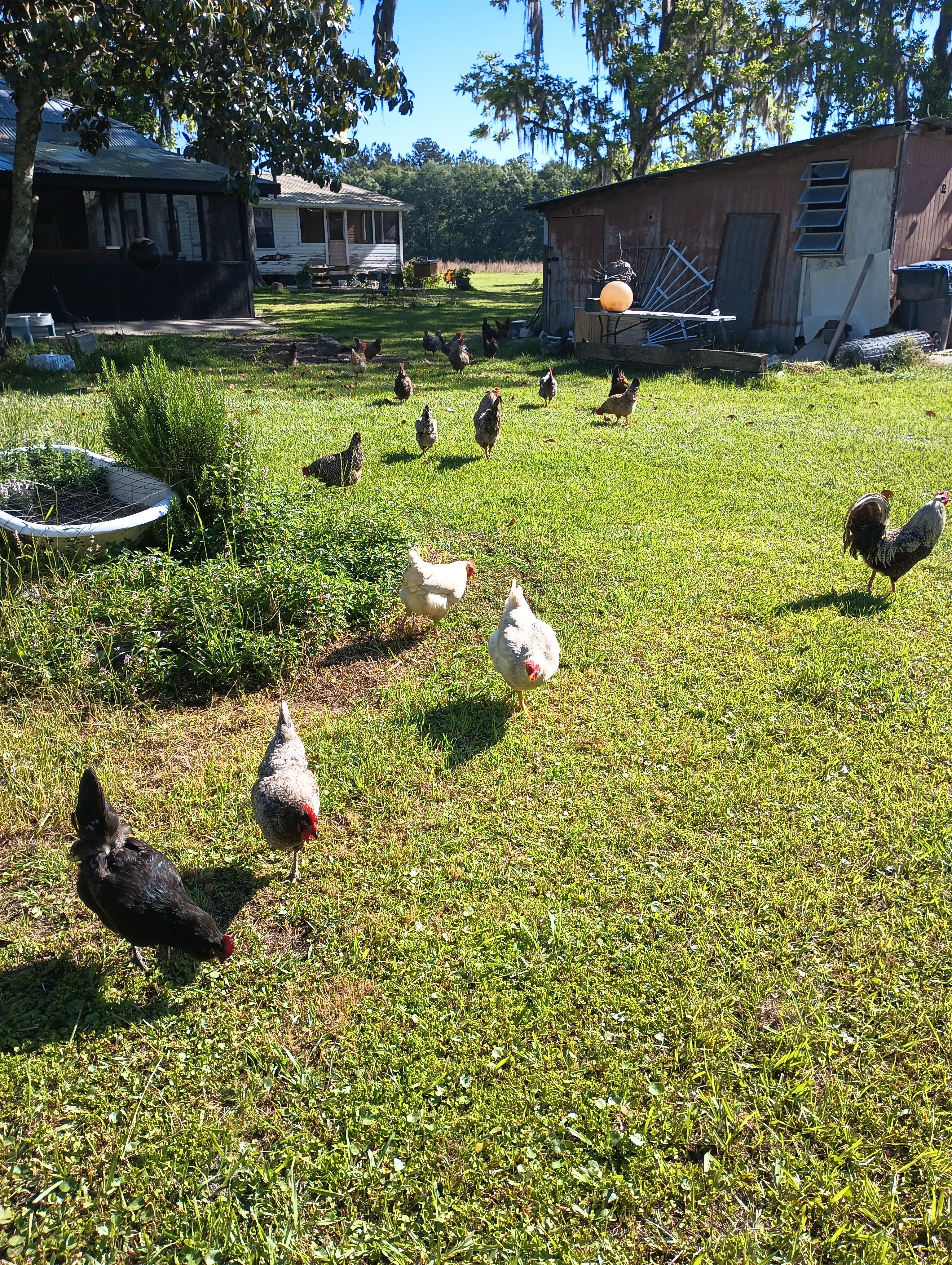 HeeHaw Acres Farm