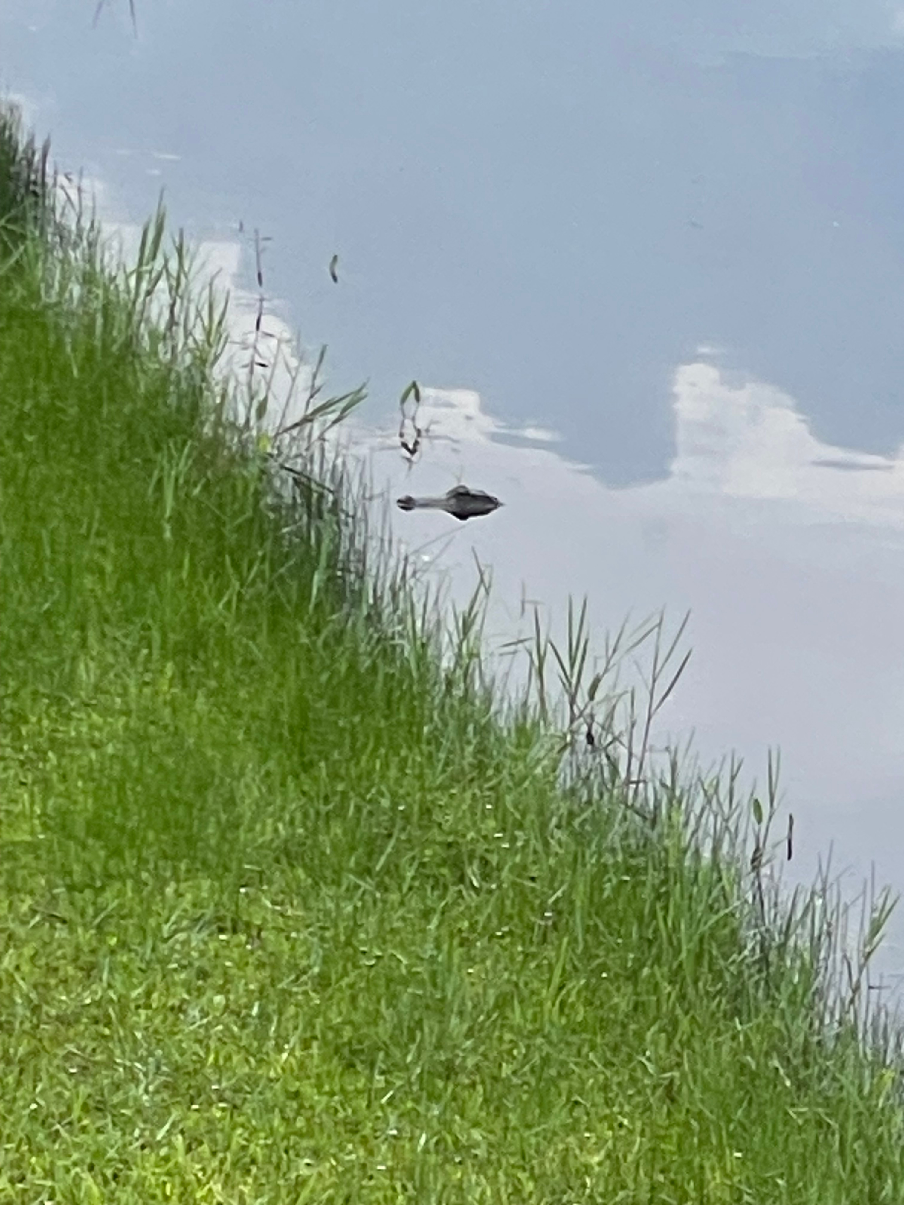 Bayou Peninsula