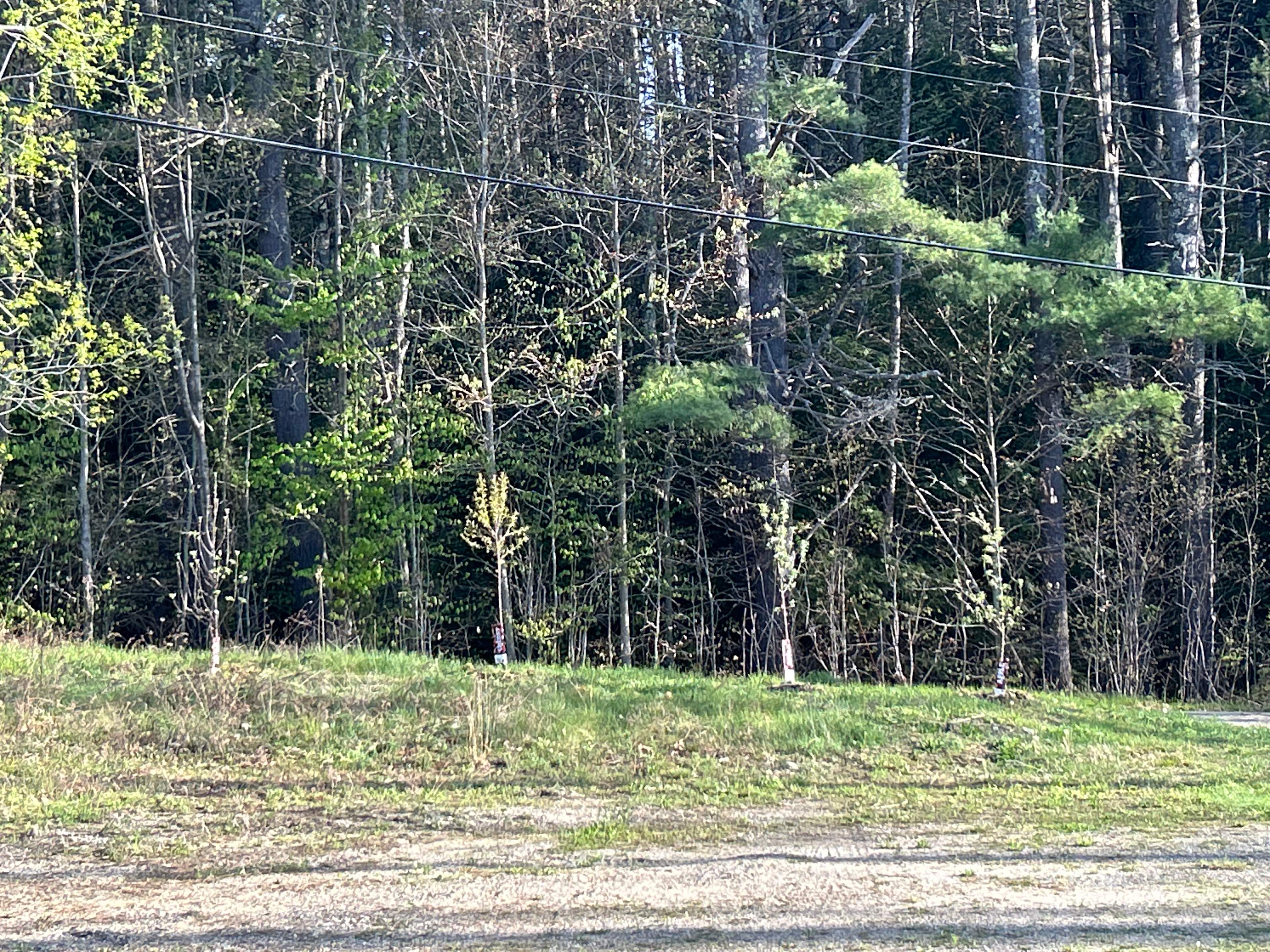 Camp Rabbit Hollow