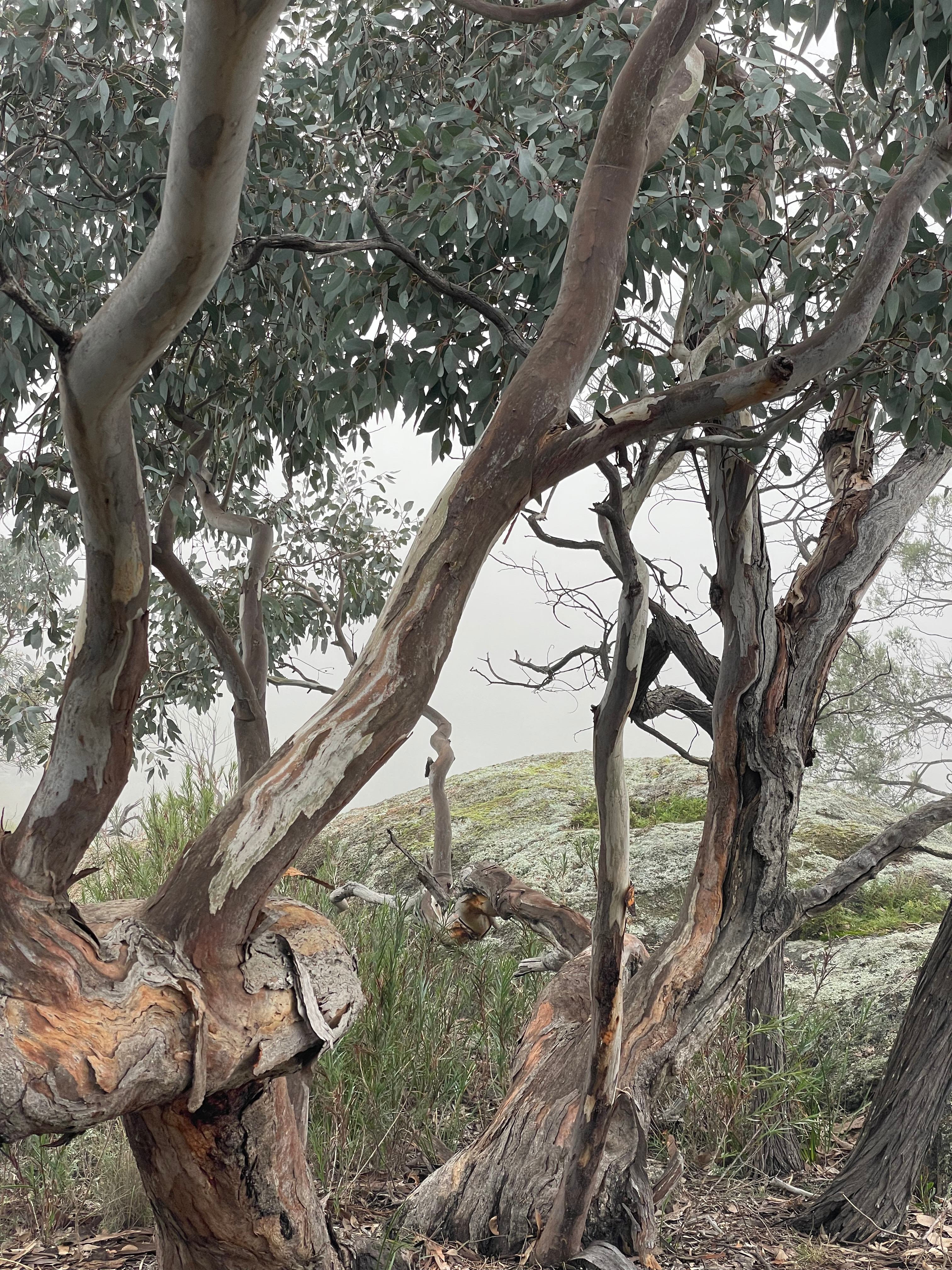 Stunning gums