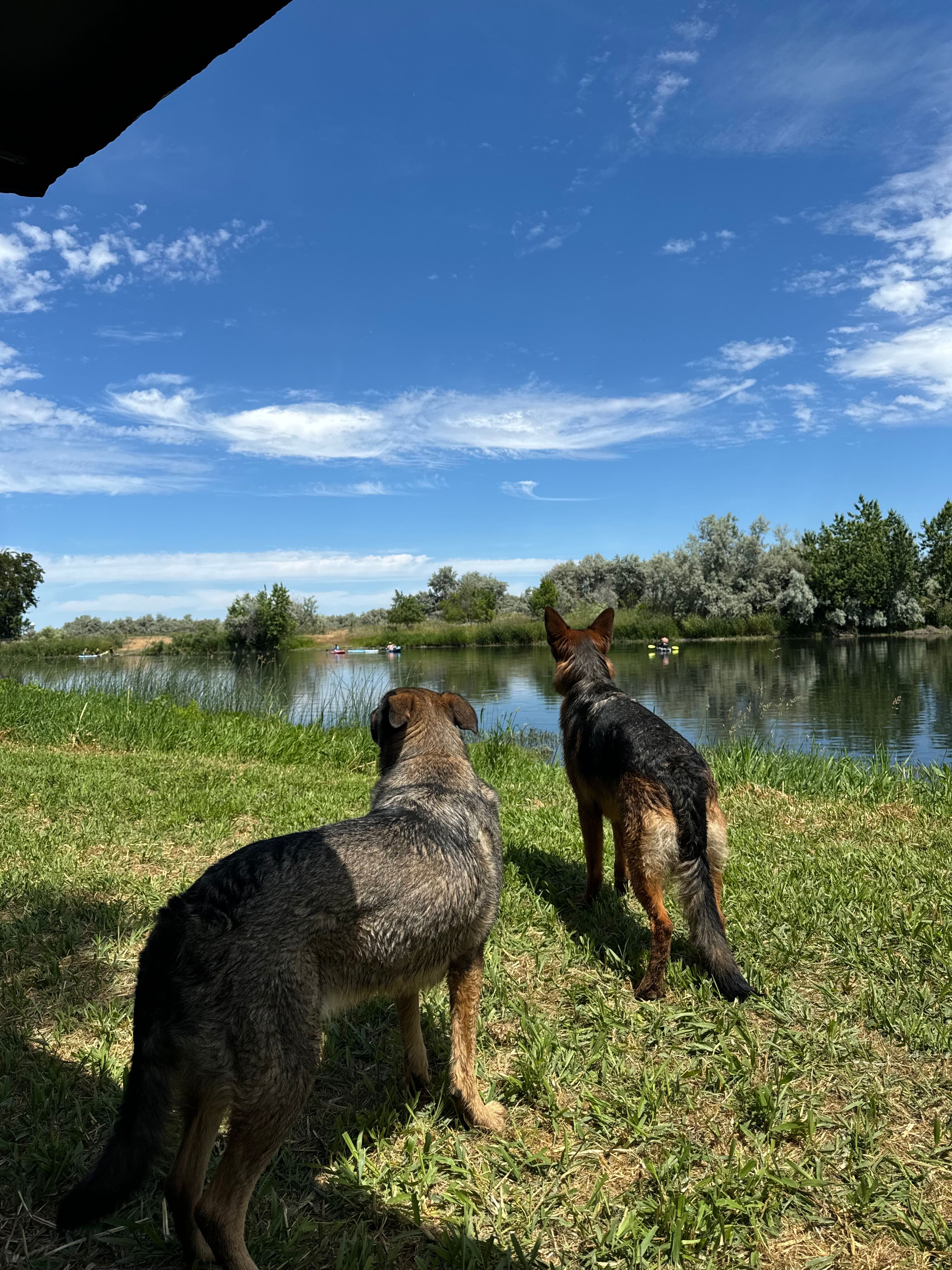 The dogs loved every moment of this location. They swam a lot and got to run around enjoying life!