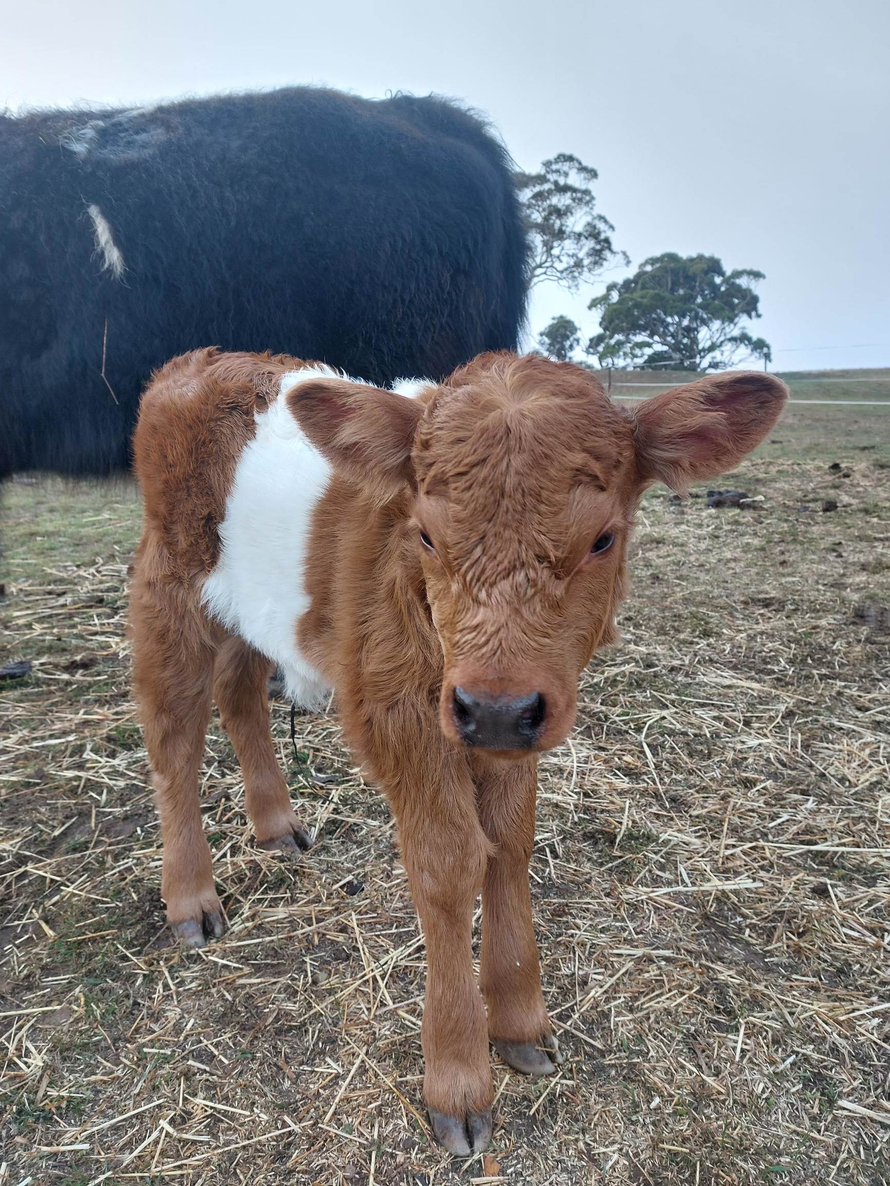 Noorla Farm (Happy Camping Ground)