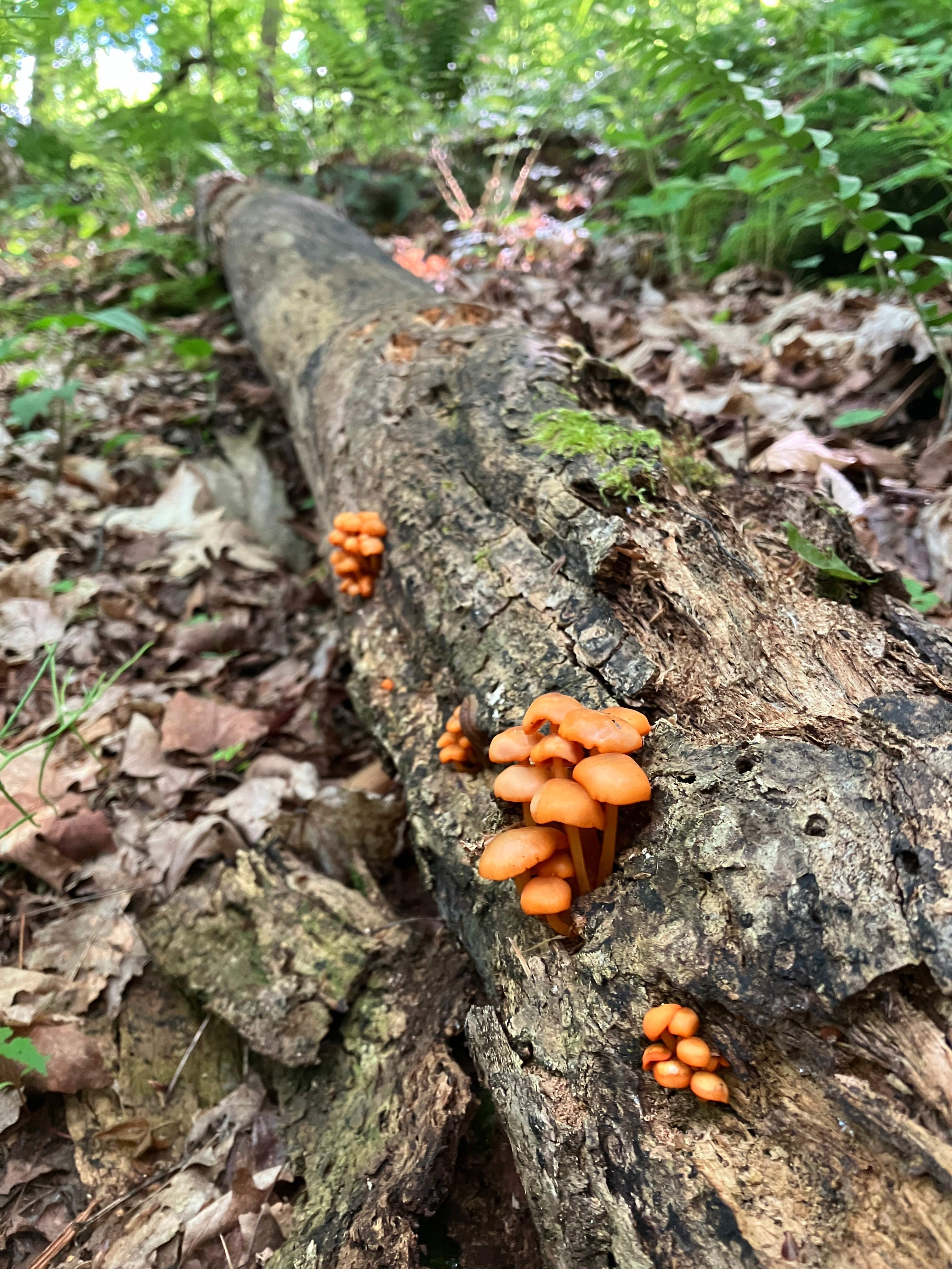 Hamden Hideaway Campsite