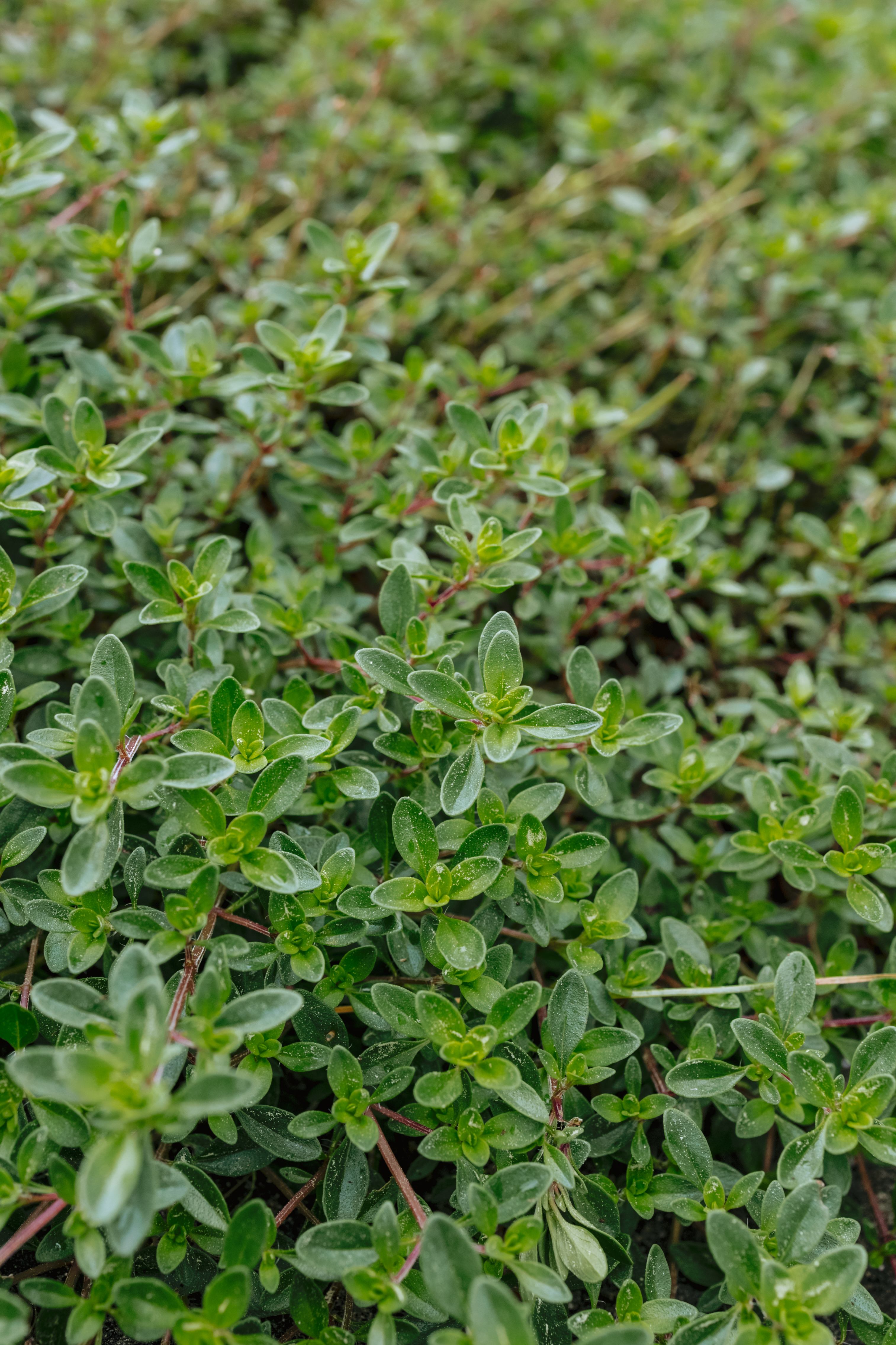 Atom showed me their garden which includes some herbs. 