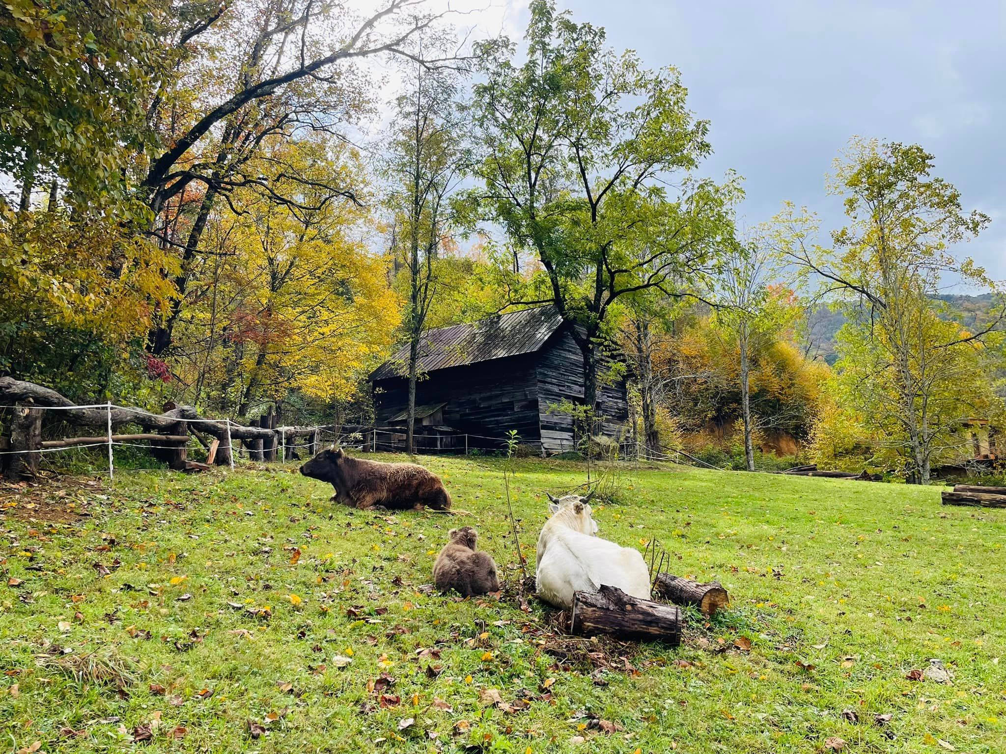 Little Bodhi Creek Farm Stay