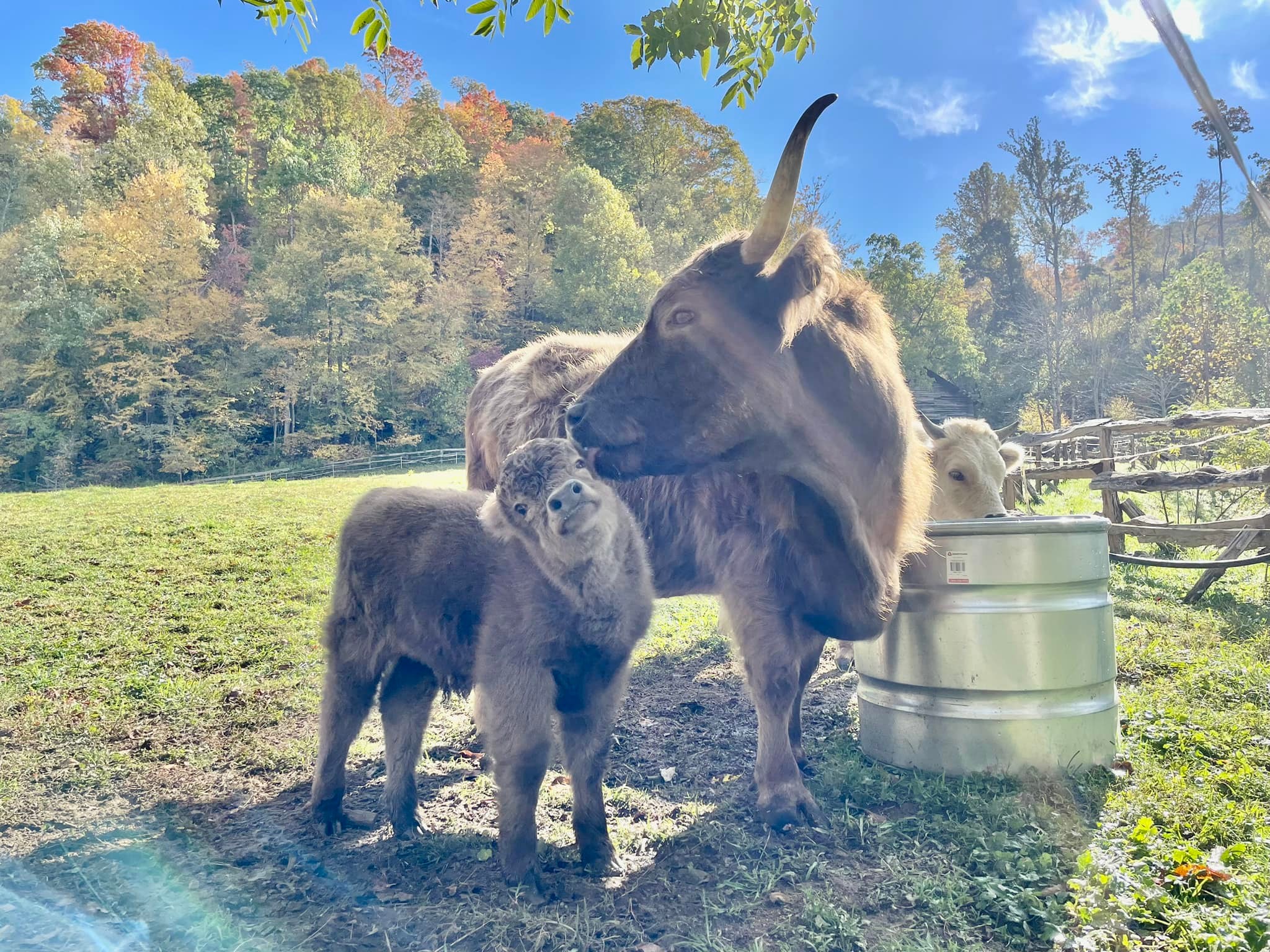 Little Bodhi Creek Farm Stay