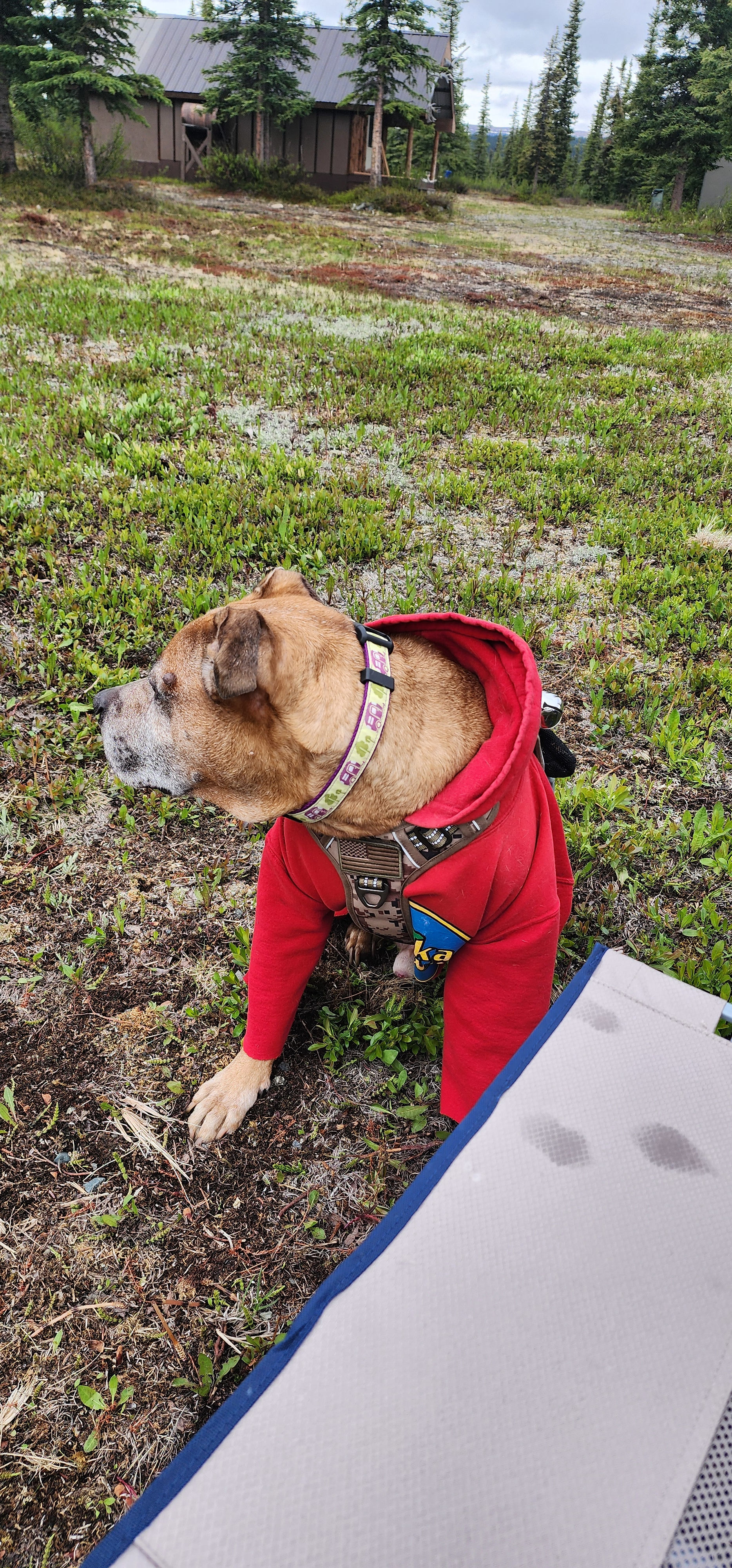 Pet friendly, even for the camera shy 4 legged glamper in your life. 