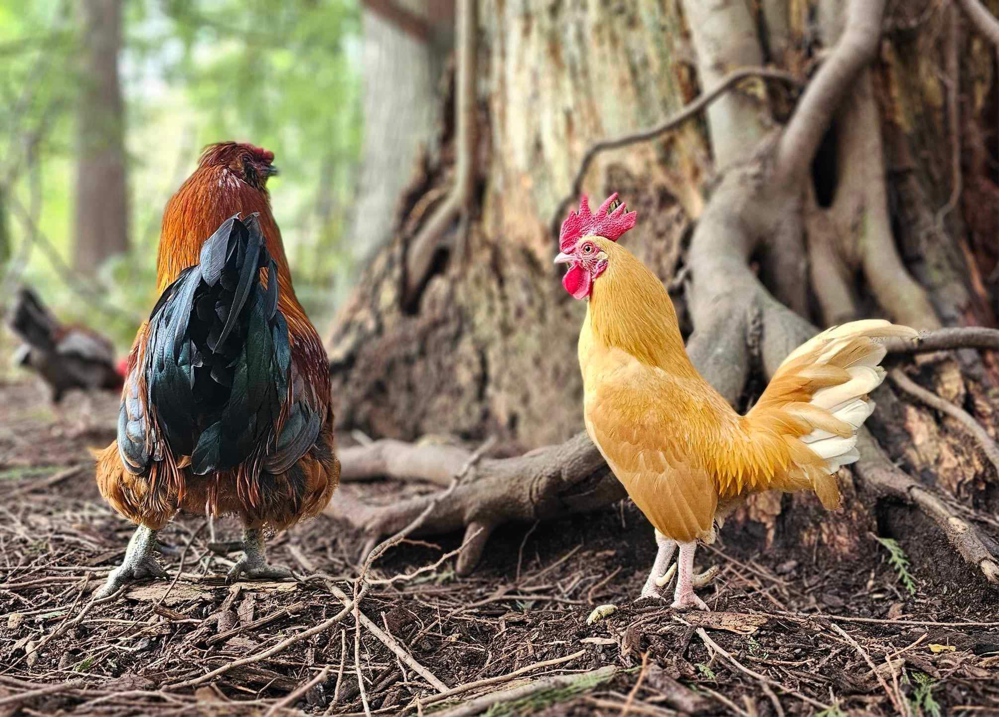 Rooster Haus Rescue