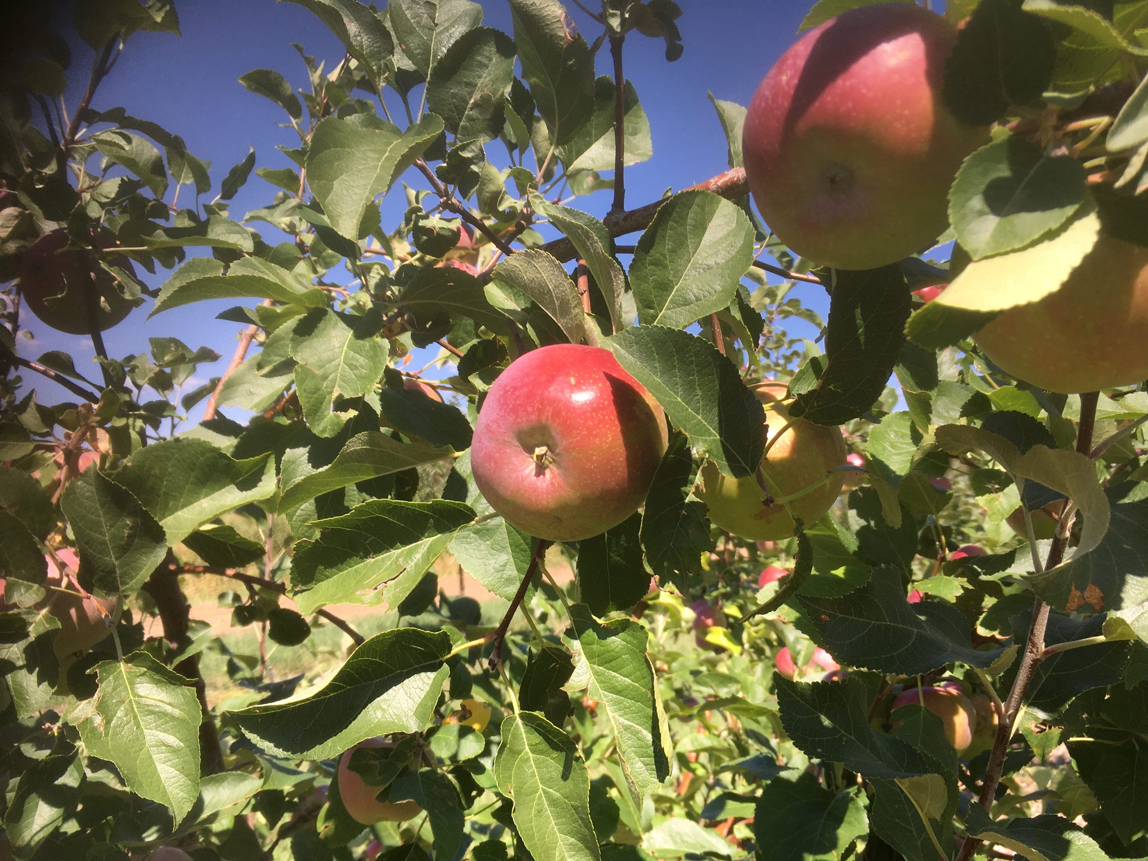 Rocking Martini Farm