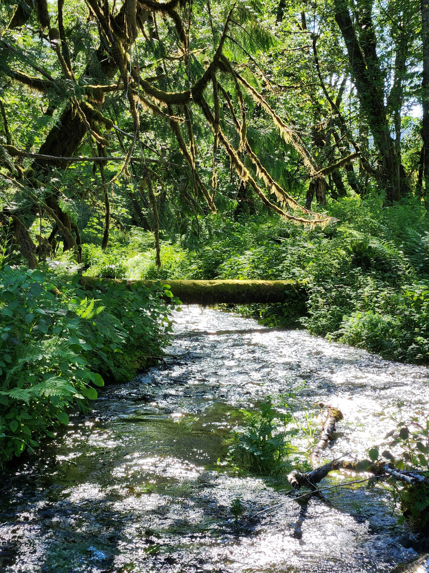 Secluded Creekside Camp