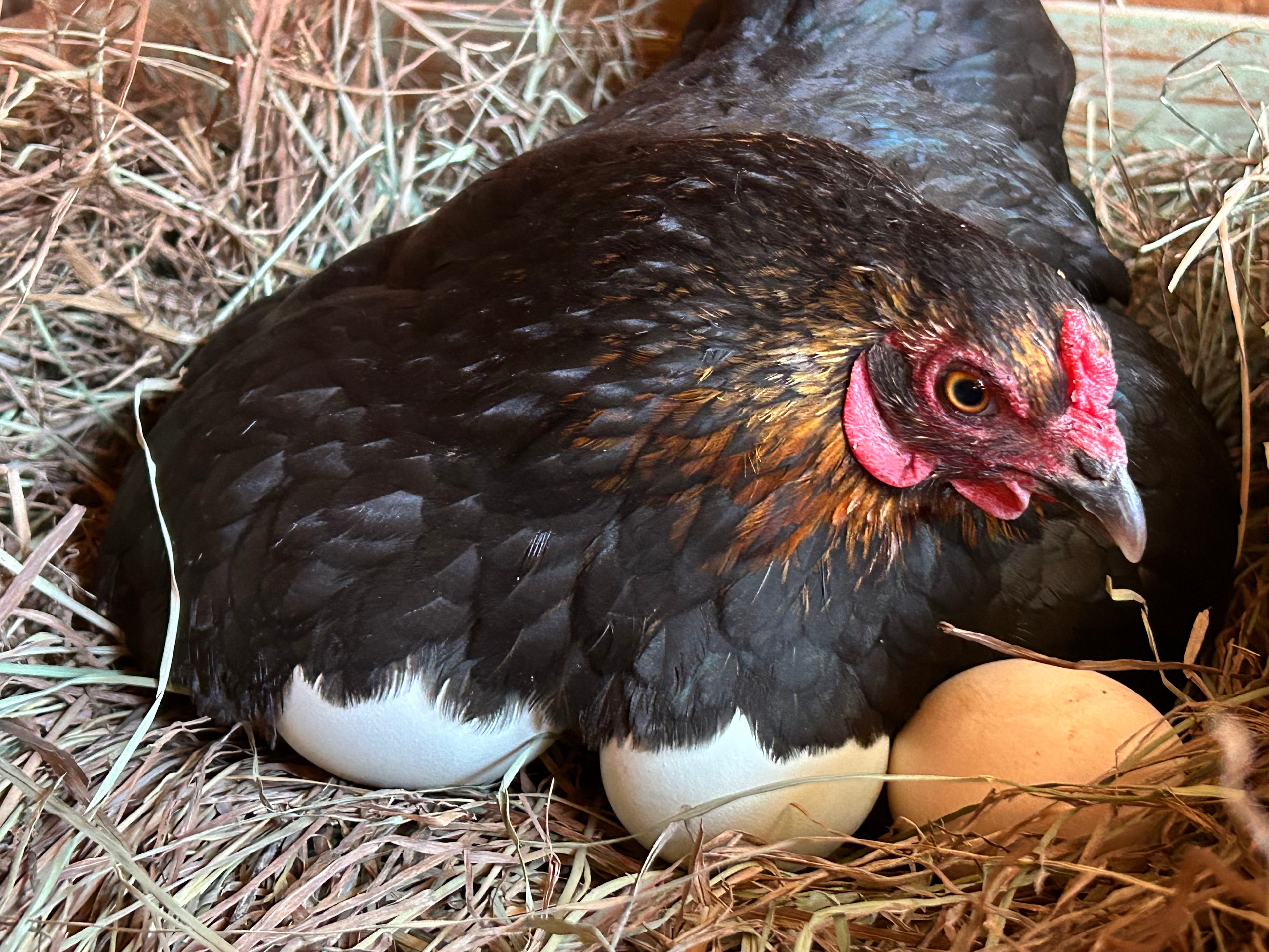 Whimsy Rock Homestead