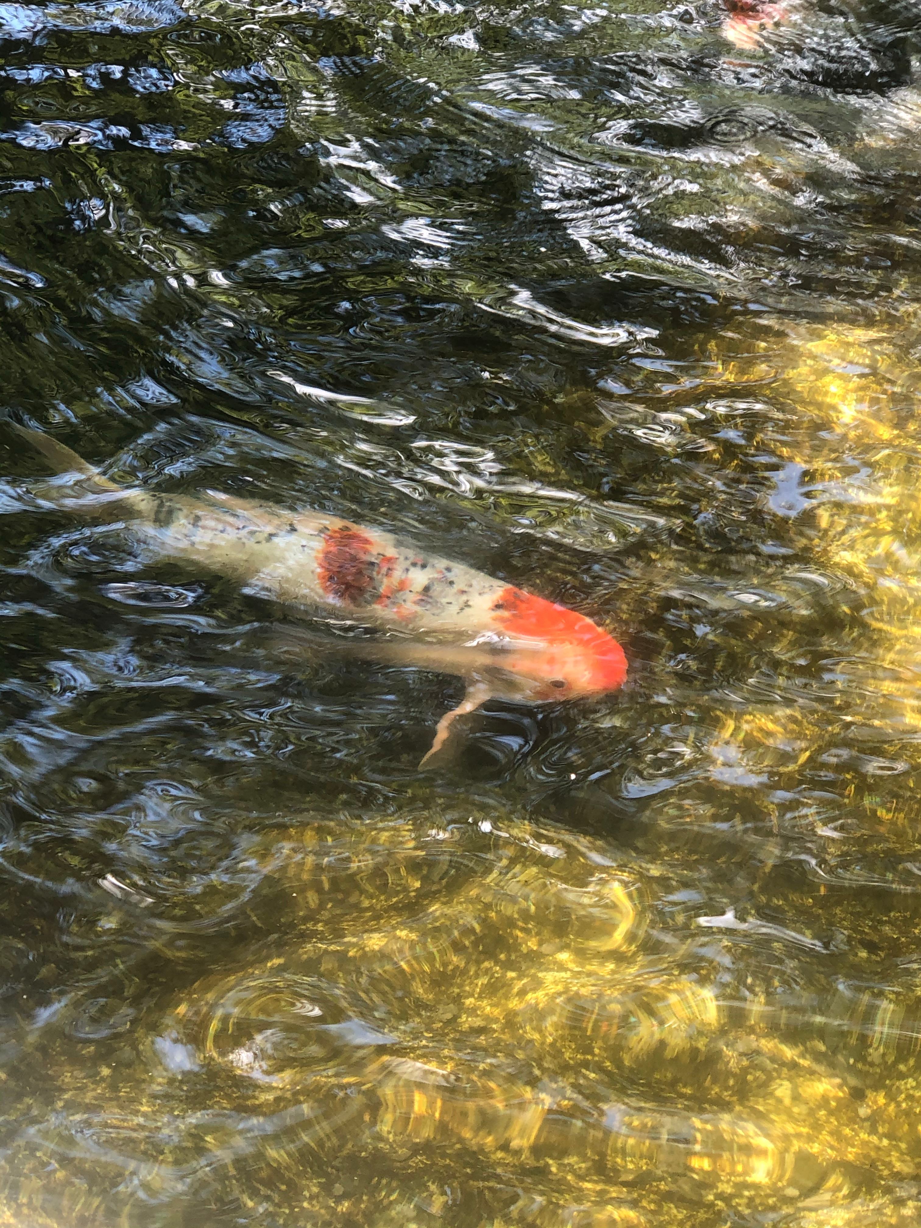 Tiny House in Happy Valley