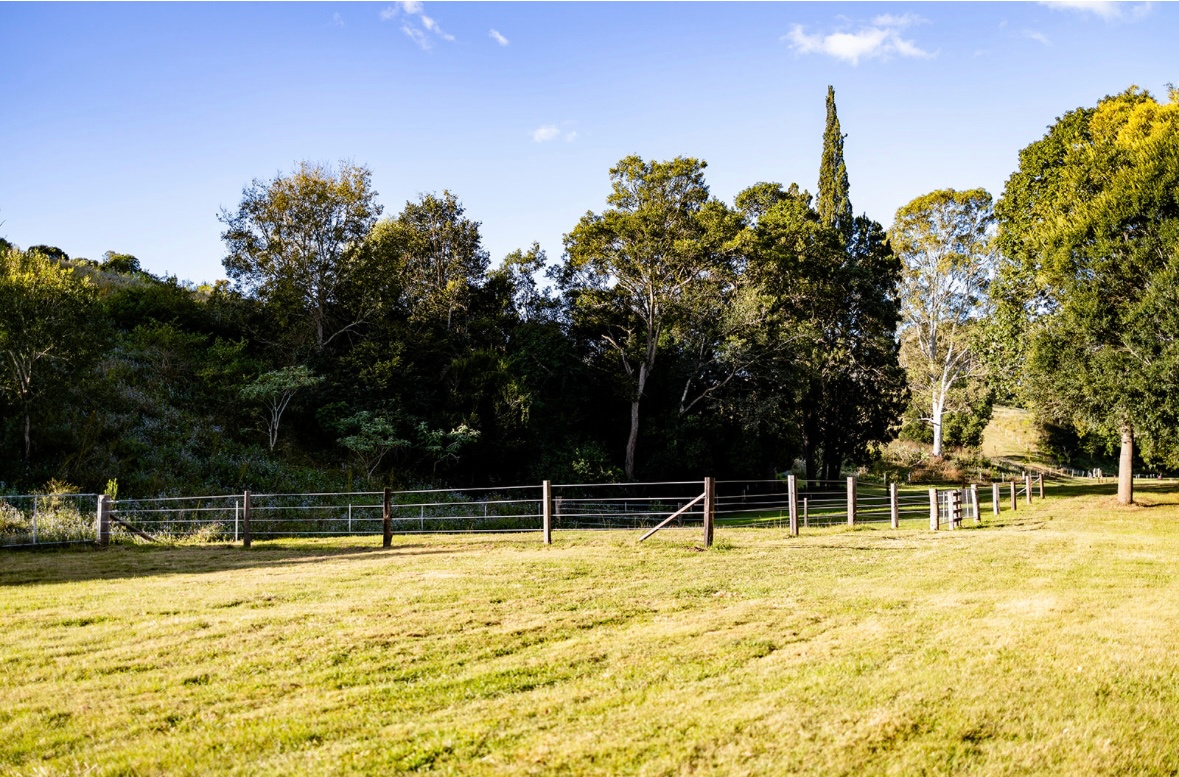 GreyGum At Beattie Creek