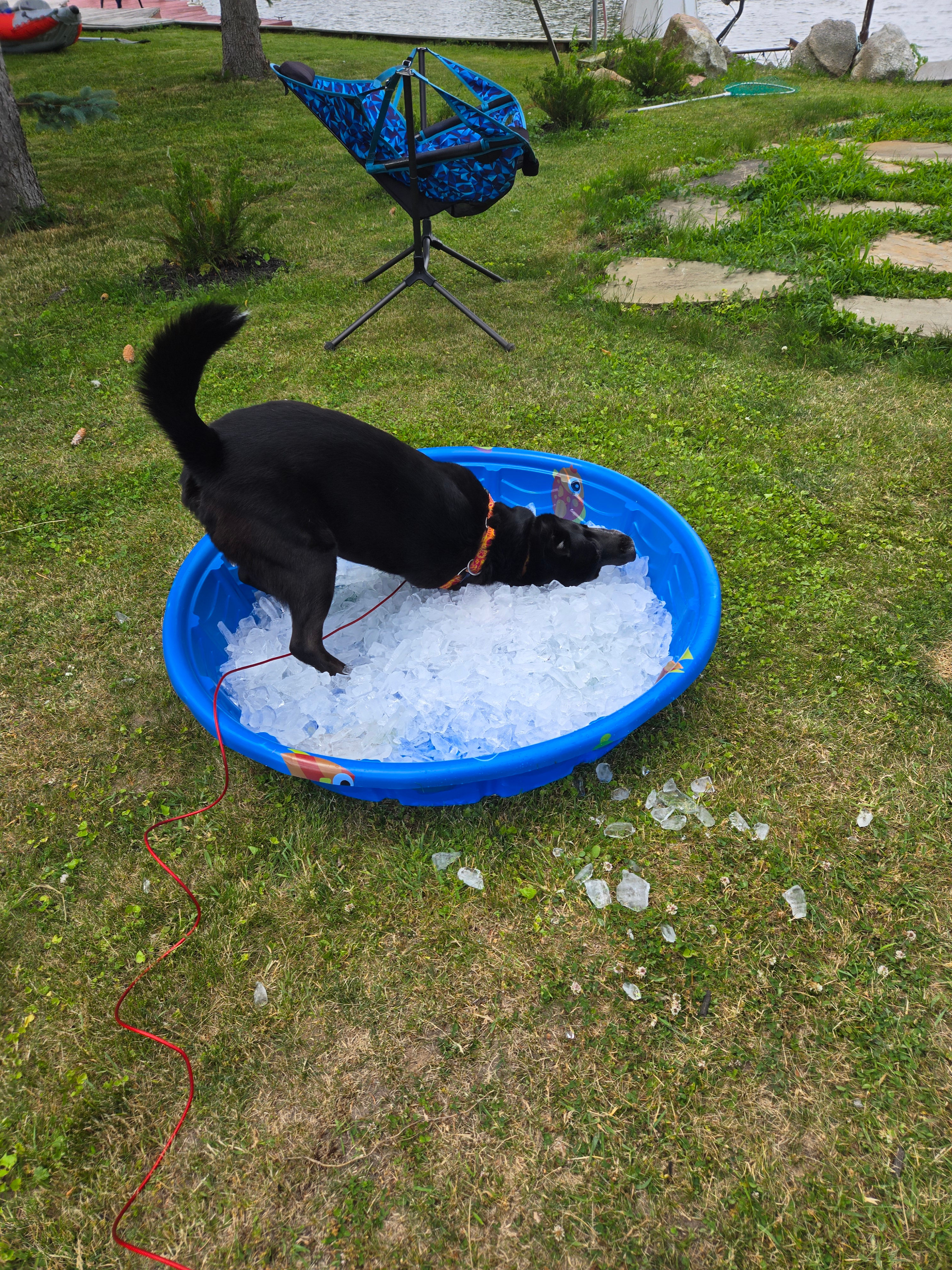 WOW!  90's in MICHIGAN!    Arf - arf - arf . . . . .awwwwww.