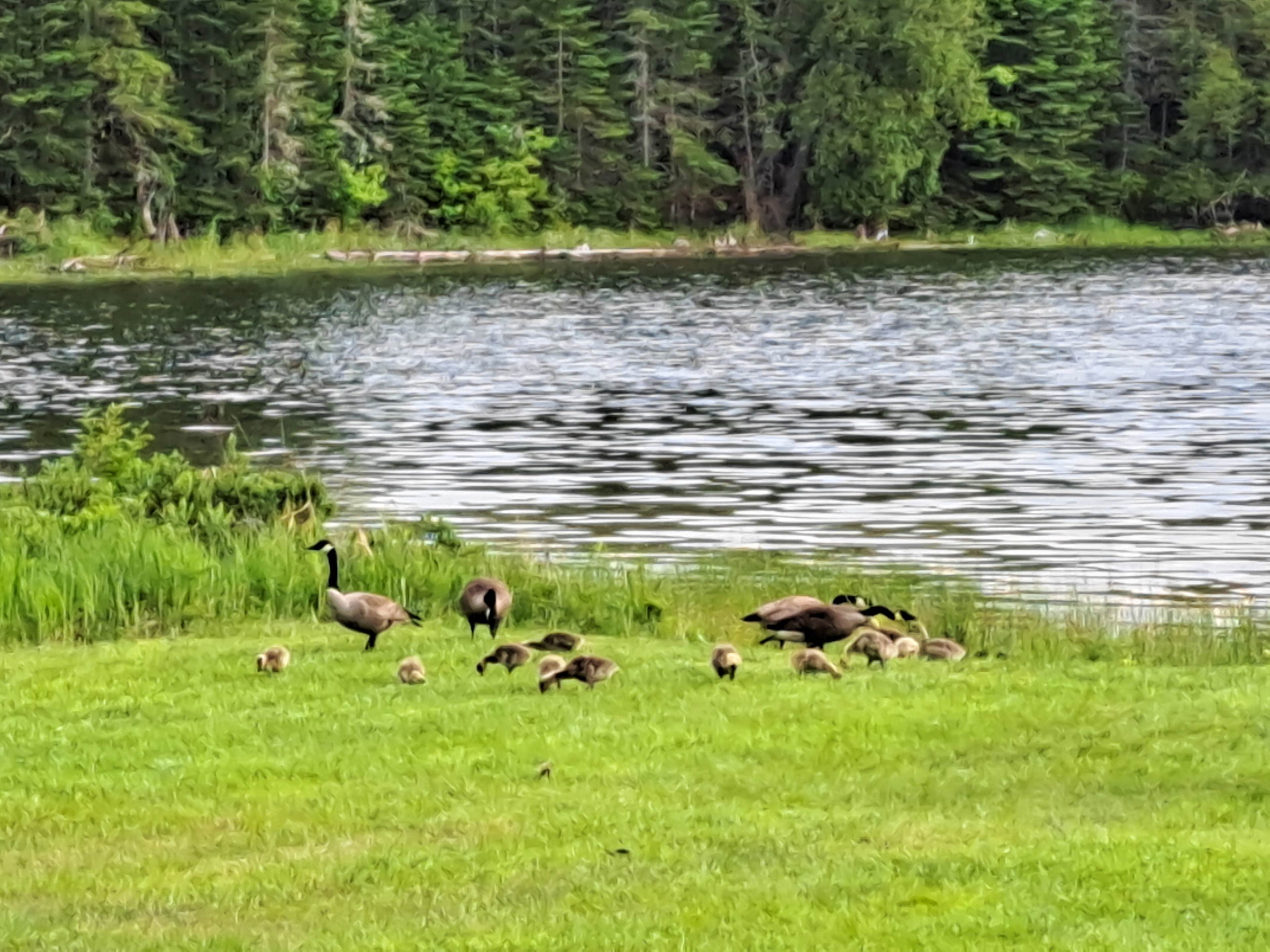 These guys are common visitors.